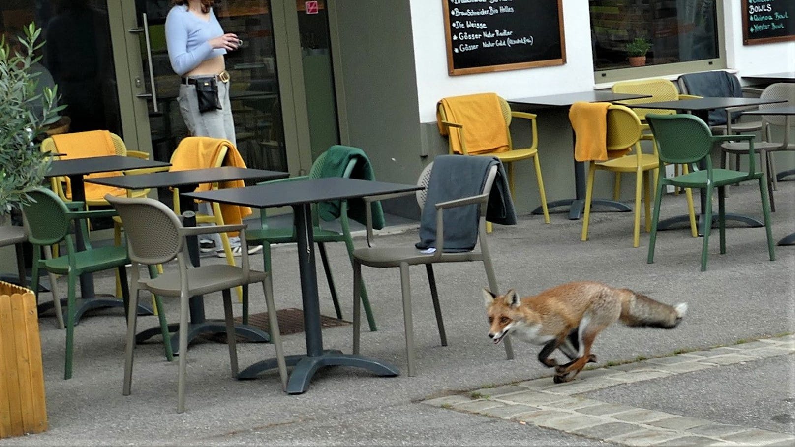 Ein Fuchs streifte am Freitag durch die Wiener Gassen – mitten am Tag!