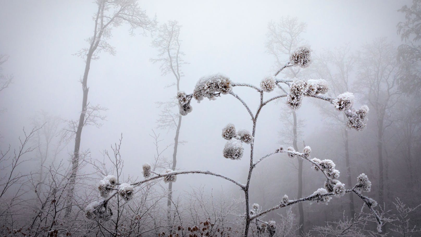 Ein massiver Temperatursturz könnte bald Frost ins Land bringen. Oder etwa doch nicht?