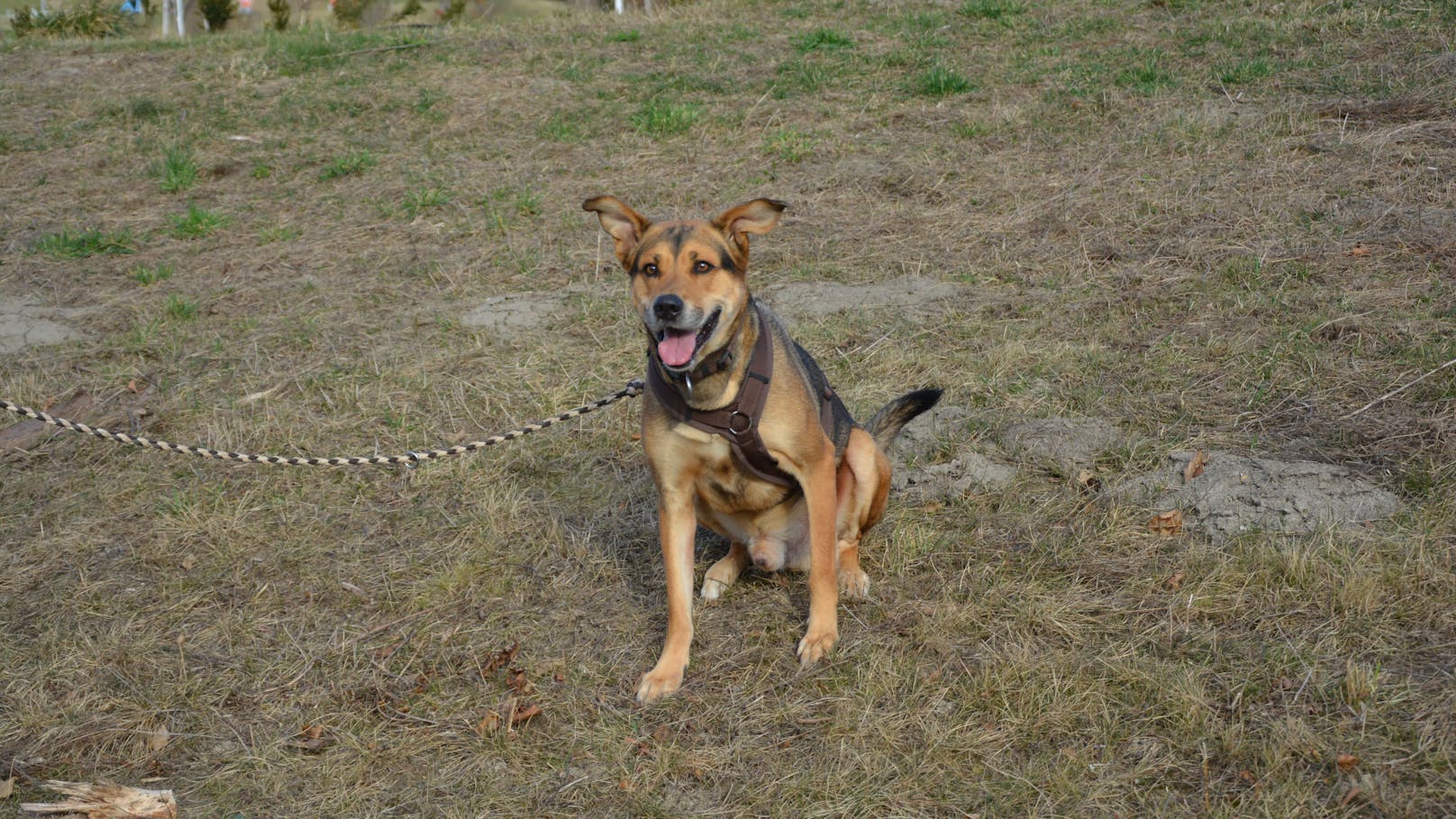 <strong>SPEZI:</strong> Der Schäferhund Mischling Spezi (9) ist ein freundlicher Rüde, der in der Regel offen auf Menschen zugeht. Hat man dann auch noch das eine oder andere Leckerli in der Hand, ist das Eis sofort gebrochen.