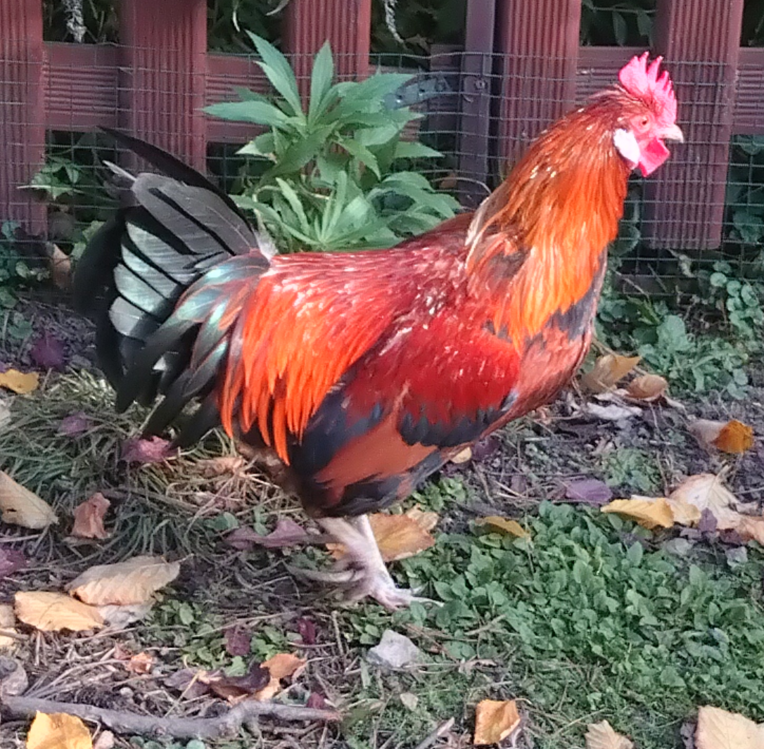 Hahn und Hühner sollen Anwaltsbetrieb stören