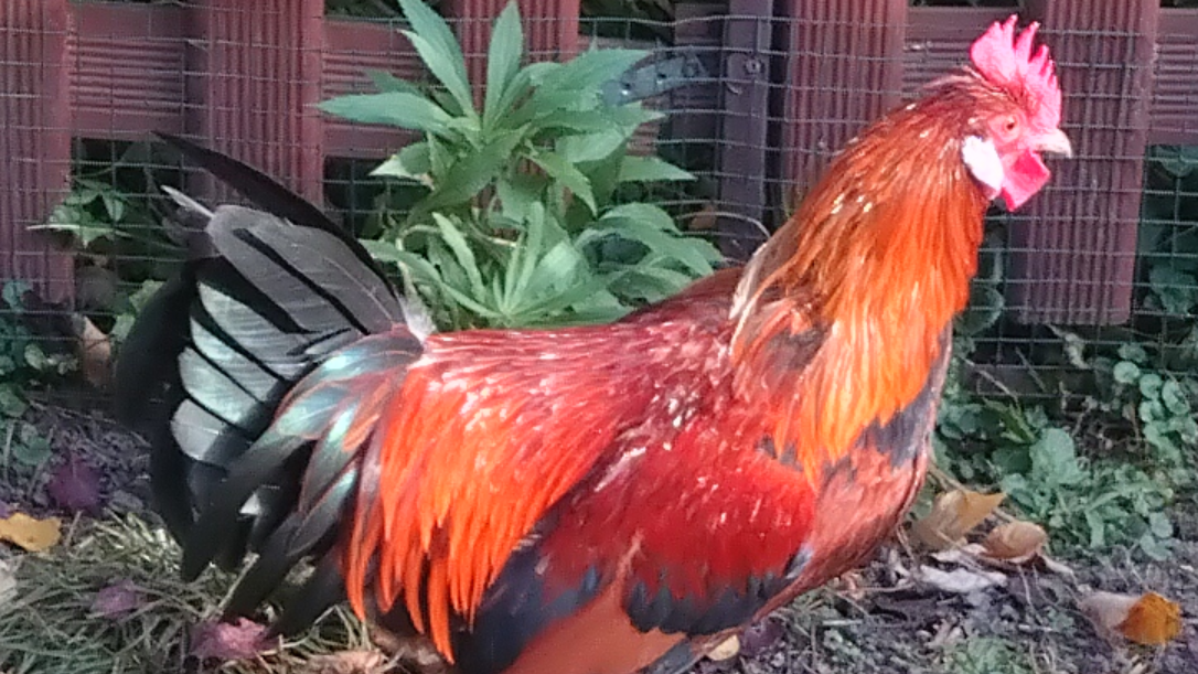 Heute.at - Hahn kräht zu laut – Lösung im Gockel-Streit in Sicht