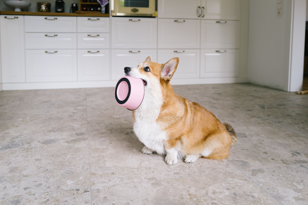 Corgi-Dame 