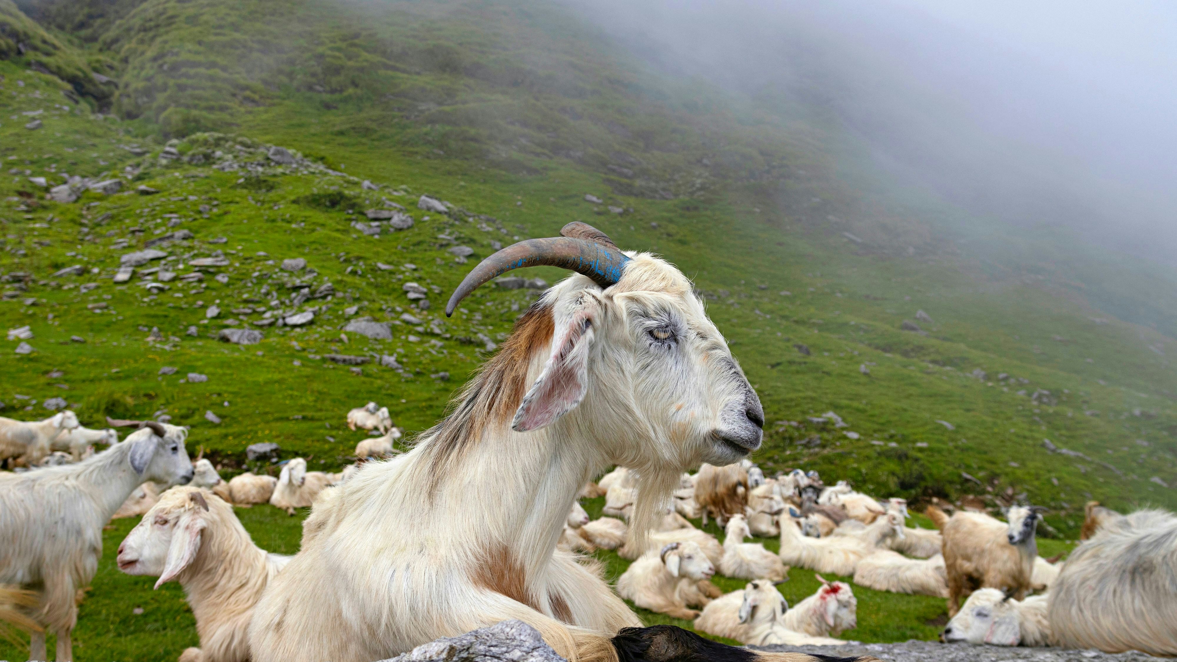 Heute.at - Kitz gerettet! Erste Spur zu Ziegen-Drama in Tirol