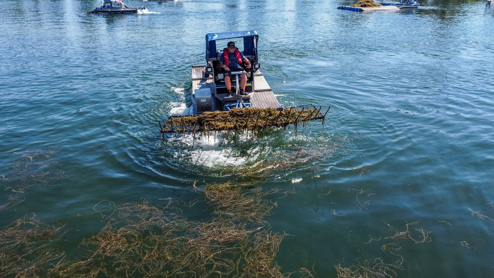 1.600 Tonnen an Unterwasserpflanzen wurde heuer von der Mähflotte der Wiener Gewässer aus der Alten Donau entfernt