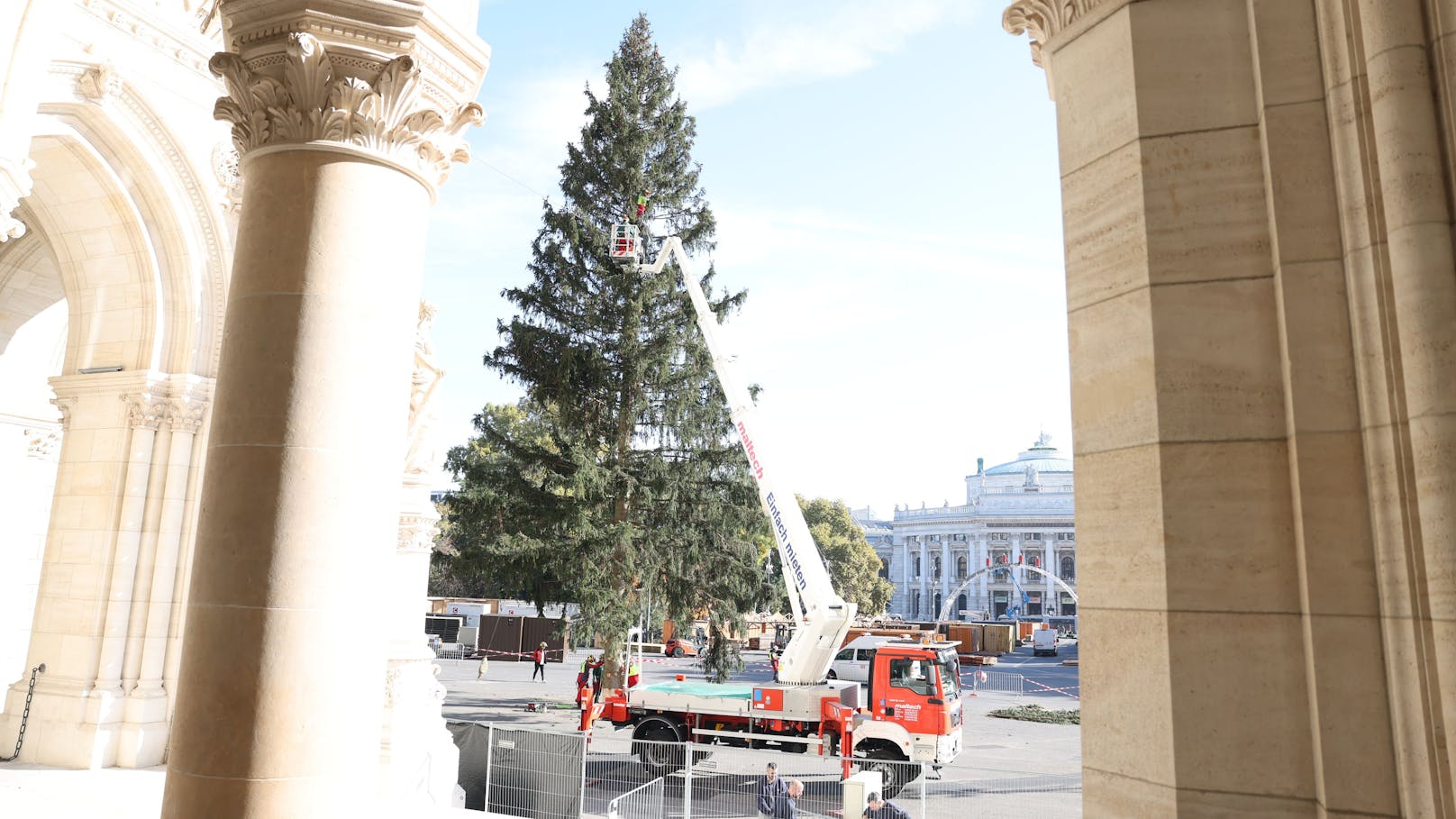 Der Wiener Christbaum stammt heuer aus Rastenfeld  in Niederösterreich. Was auffällt: Er ist von dichtem Wuchs und eine echte Schönheit. Daswar in der Vergangenheit nicht immer so.