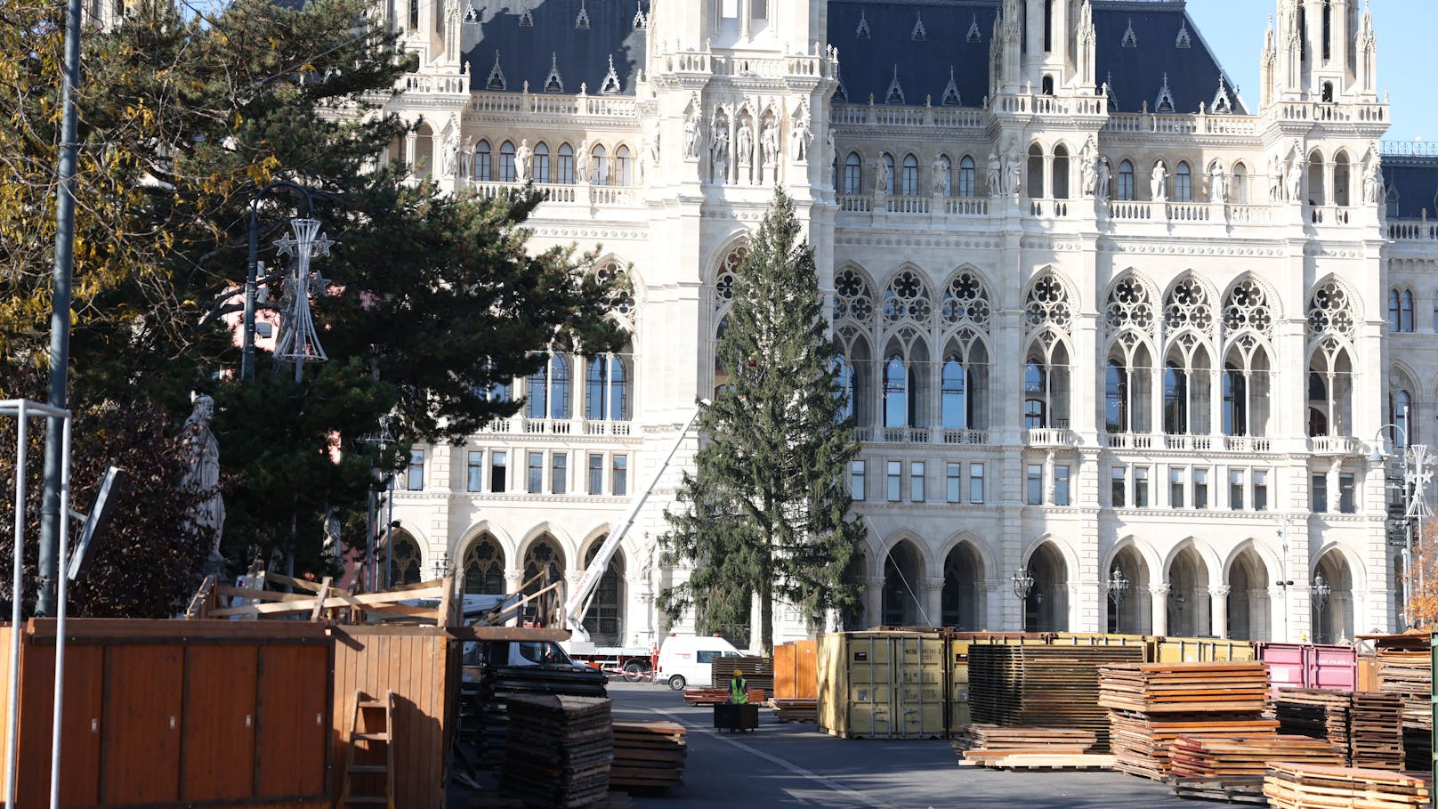 Der Wiener Christbaum stammt heuer aus Rastenfeld  in Niederösterreich. Was auffällt: Er ist von dichtem Wuchs und eine echte Schönheit. Daswar in der Vergangenheit nicht immer so.