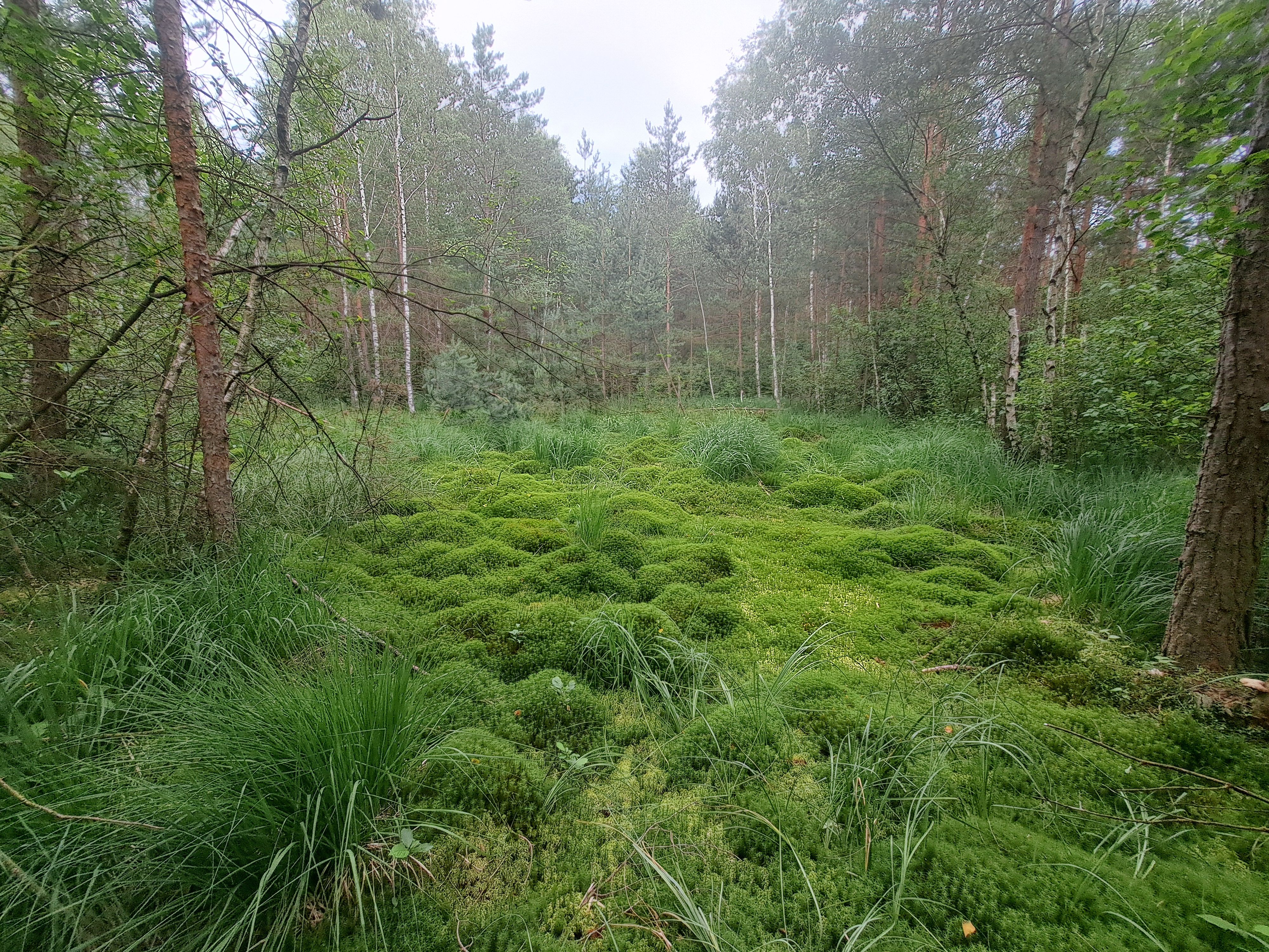 In Schrems befindet sich eines der letzten Hochmoore Österreichs. Als 