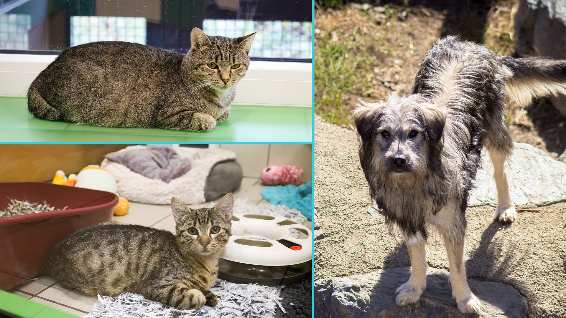 Diese Woche sind Katzenpärchen 