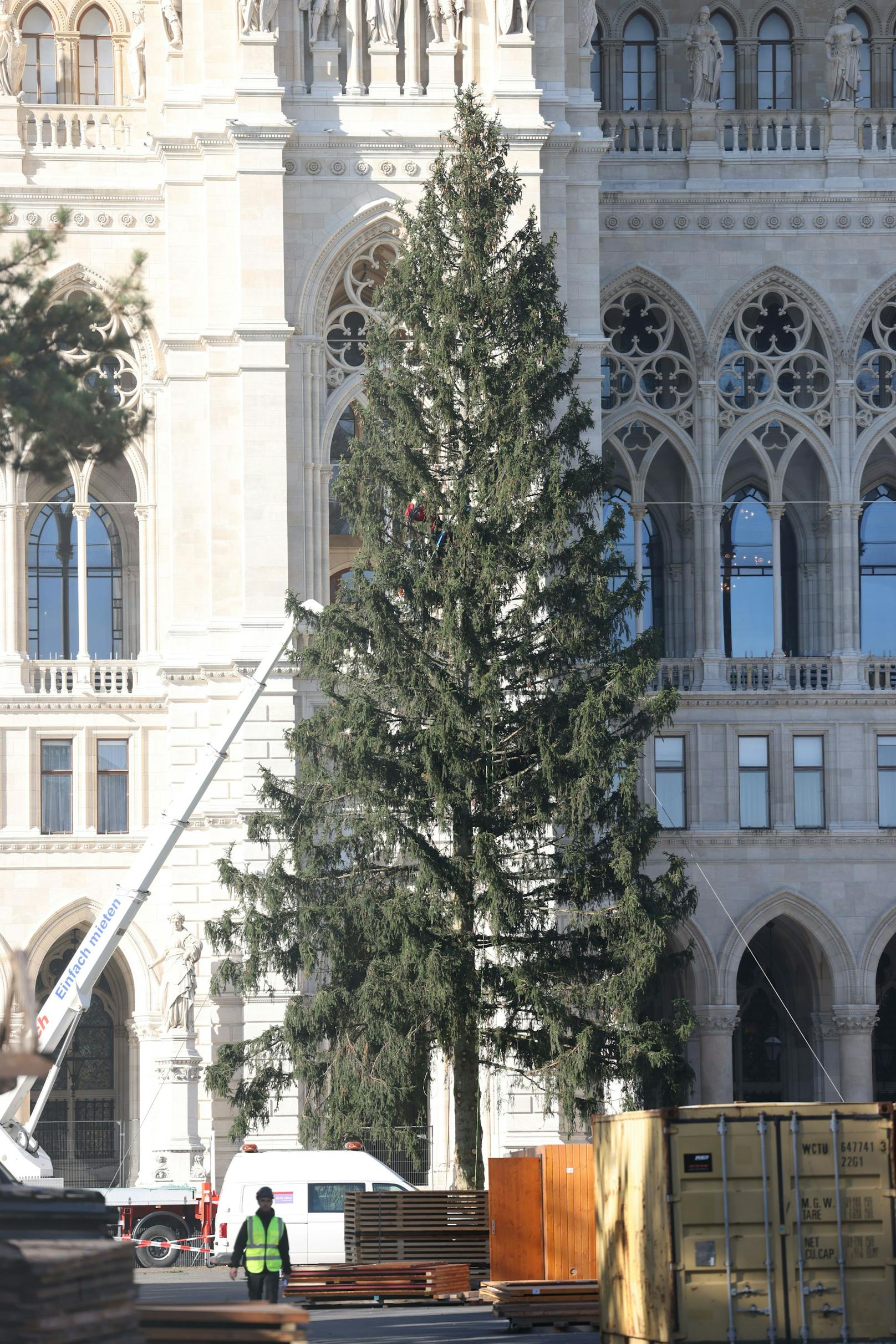 Der Wiener Christbaum stammt heuer aus Rastenfeld  in Niederösterreich. Was auffällt: Er ist von dichtem Wuchs und eine echte Schönheit. Daswar in der Vergangenheit nicht immer so.