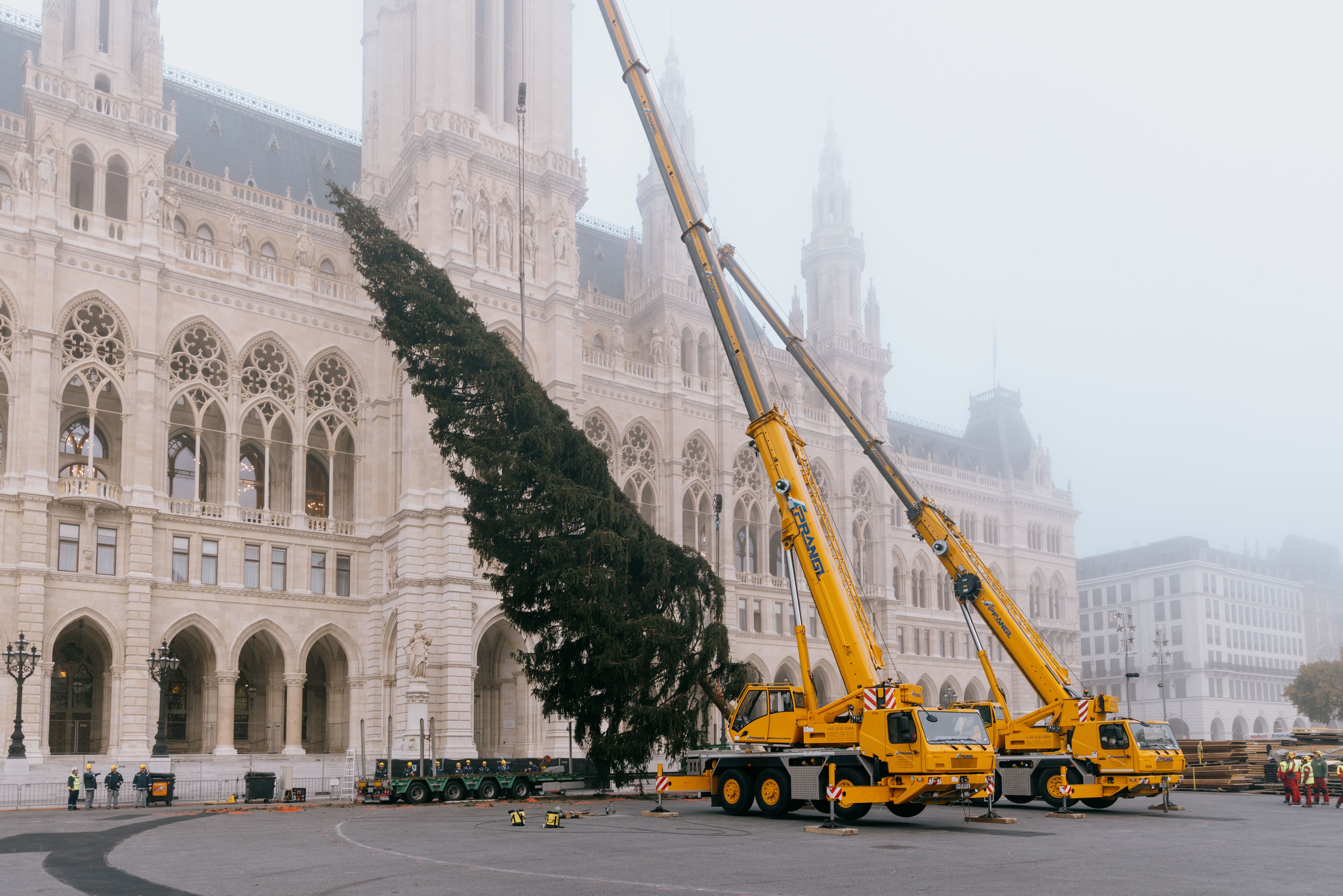 Der Wiener Christbaum stammt heuer aus Rastenfeld in Niederösterreich. Was auffällt: Er ist von dichtem Wuchs und eine echte Schönheit. Das war in der Vergangenheit nicht immer so.