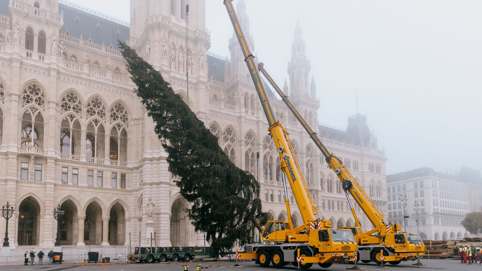 O du Prächtiger! Christbaum vor Rathaus aufgestellt