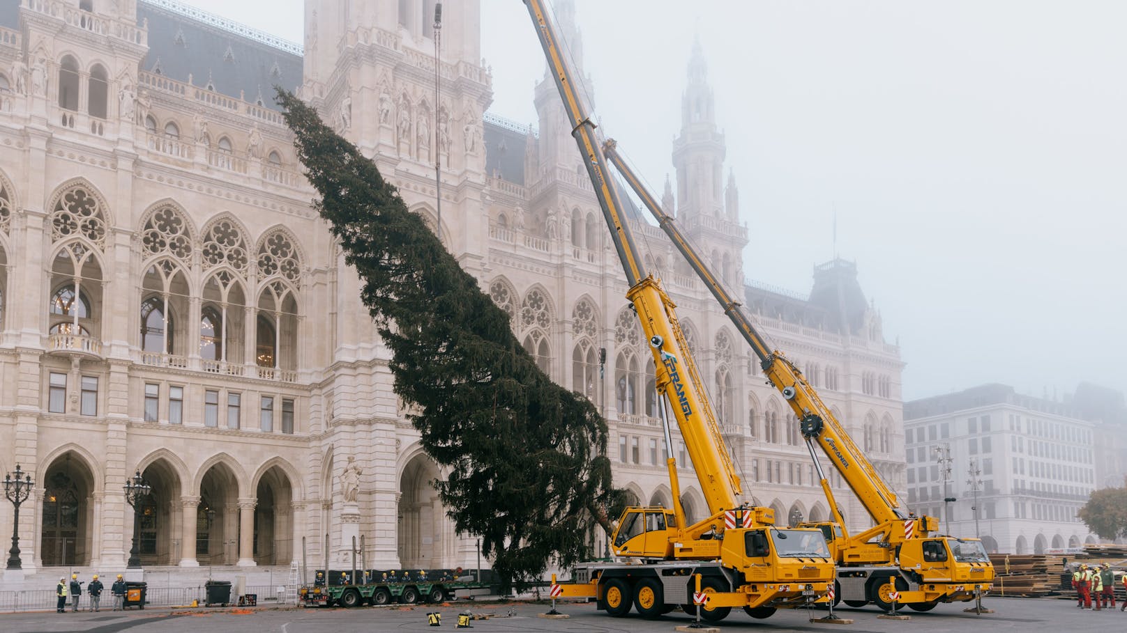 Der Wiener Christbaum wurde am Dienstag in der Früh nach Wien gebracht und bei Nacht und Nebel aufgestellt.