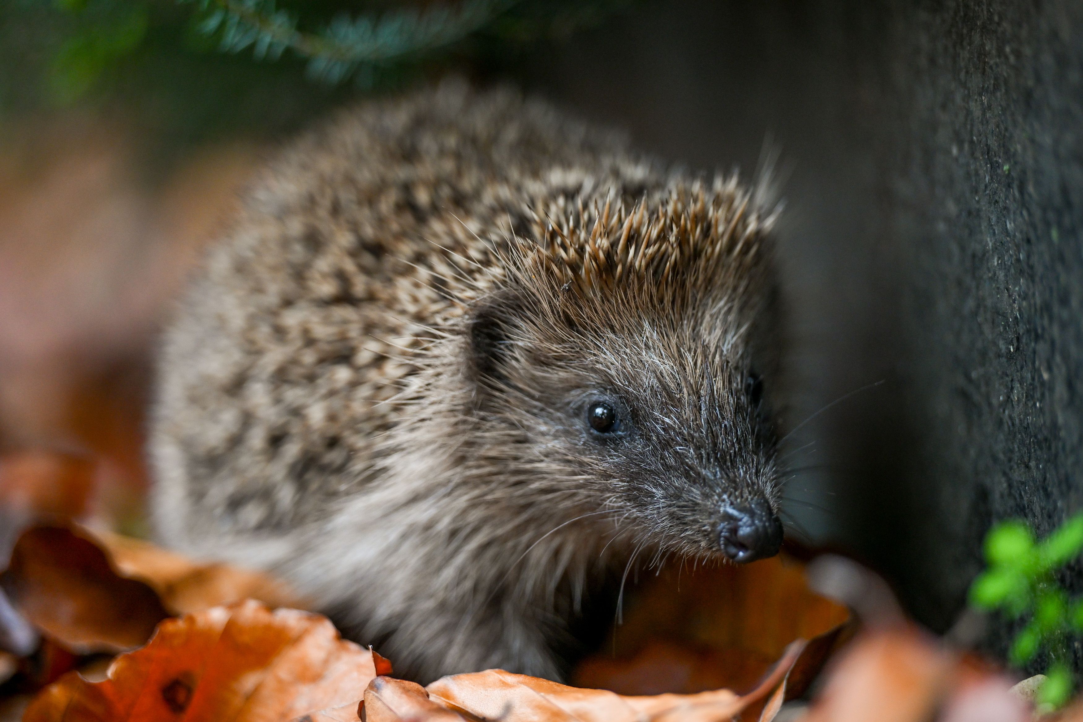 Der Igel wird von einem Virus bedroht.