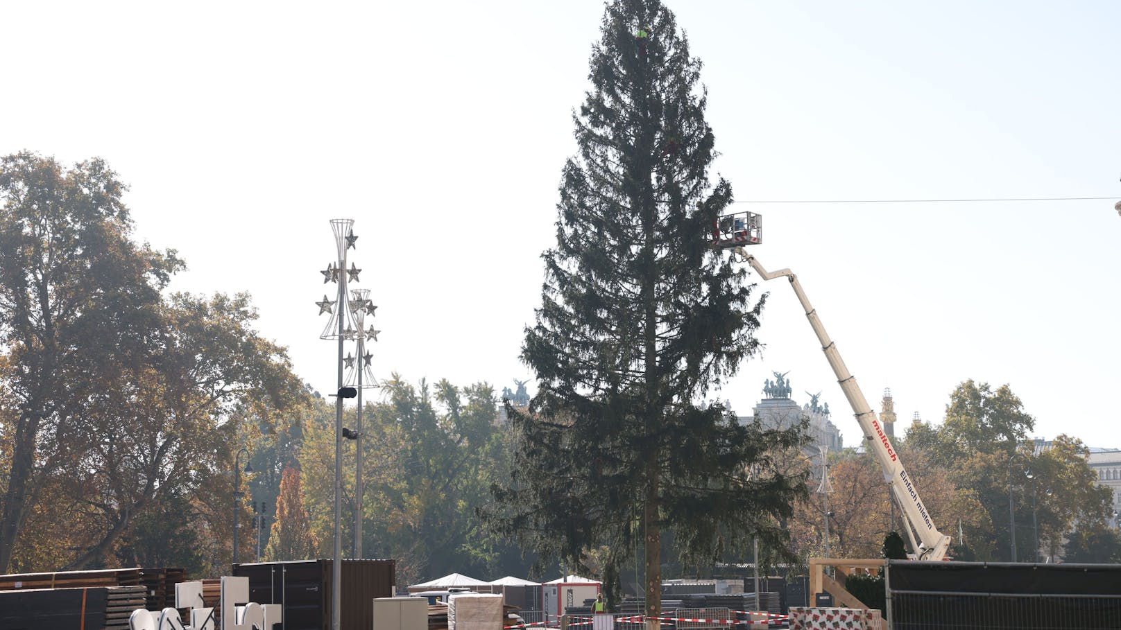 Der Wiener Christbaum stammt heuer aus Rastenfeld  in Niederösterreich. Was auffällt: Er ist von dichtem Wuchs und eine echte Schönheit. Daswar in der Vergangenheit nicht immer so.