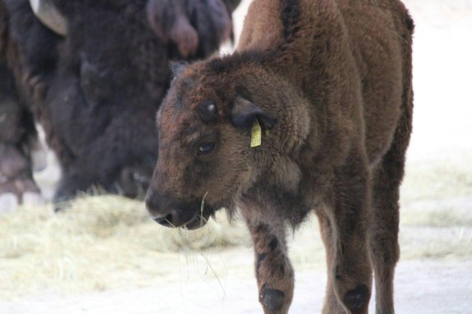 Auch das Kalb musste eingeschläfert werden