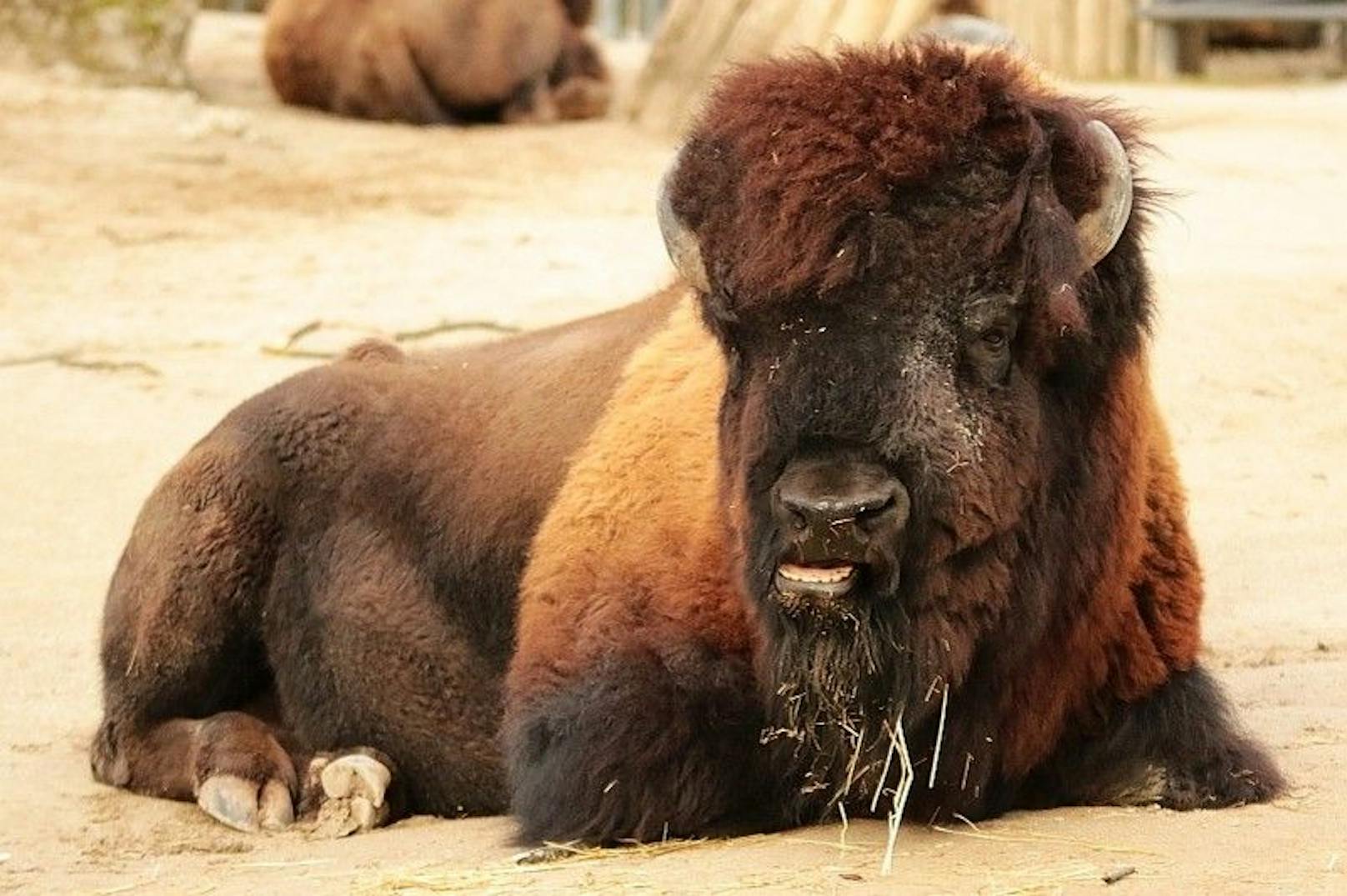 Als Überträger gelten wahrscheinlich andere Zootiere