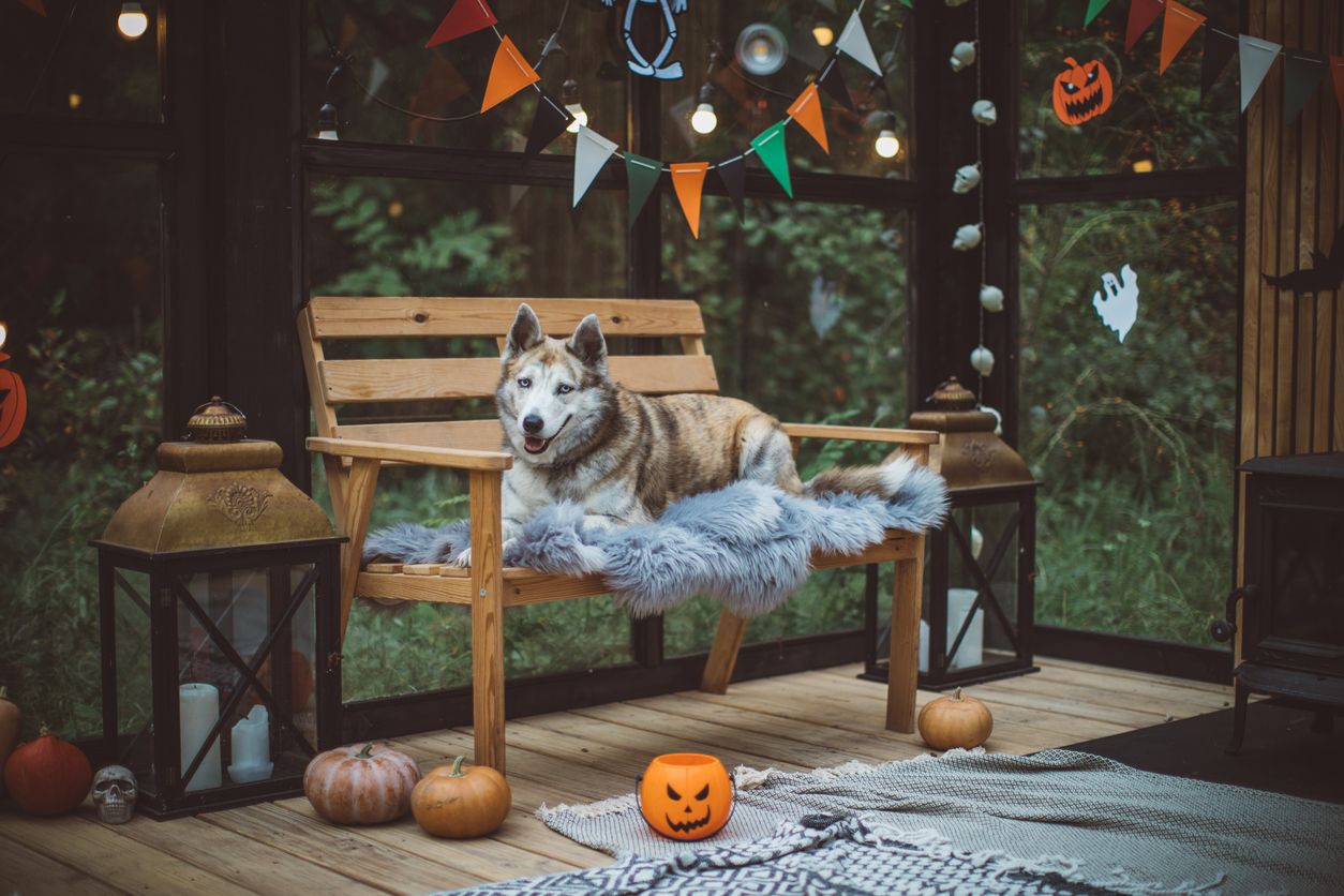 Halloween kann auch für Hunde extrem stressig sein.