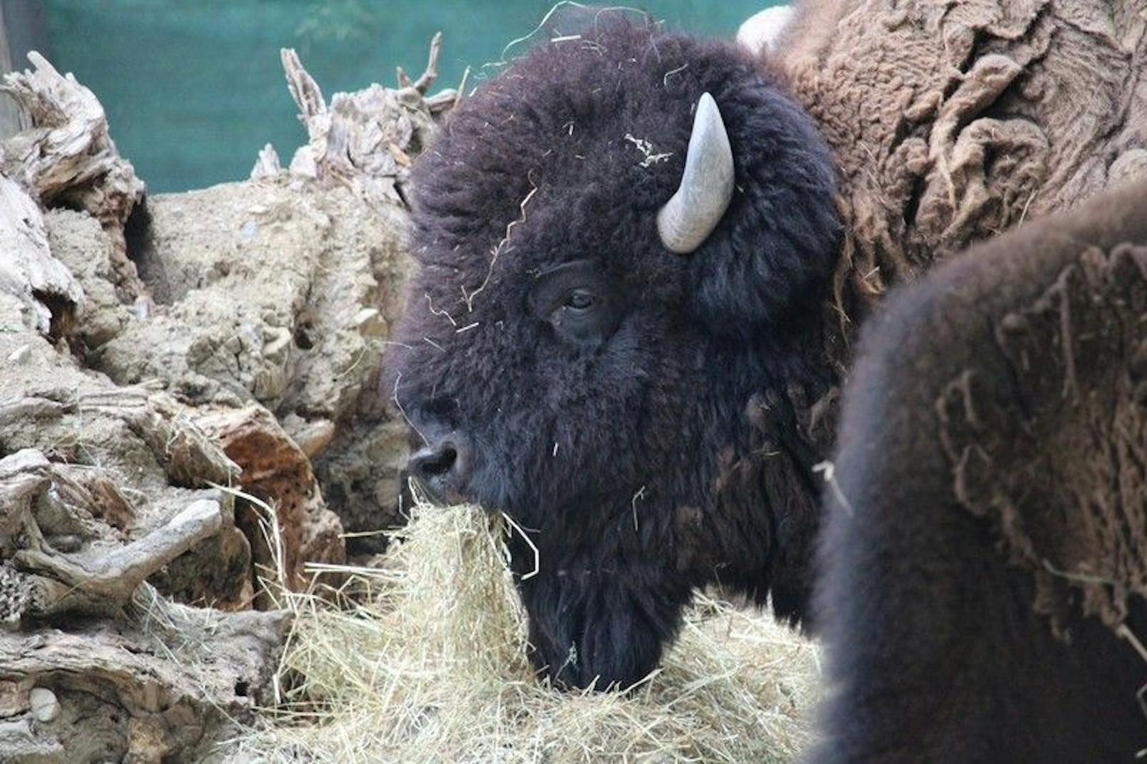 Nun gibt es im Zoo keine Bisons mehr