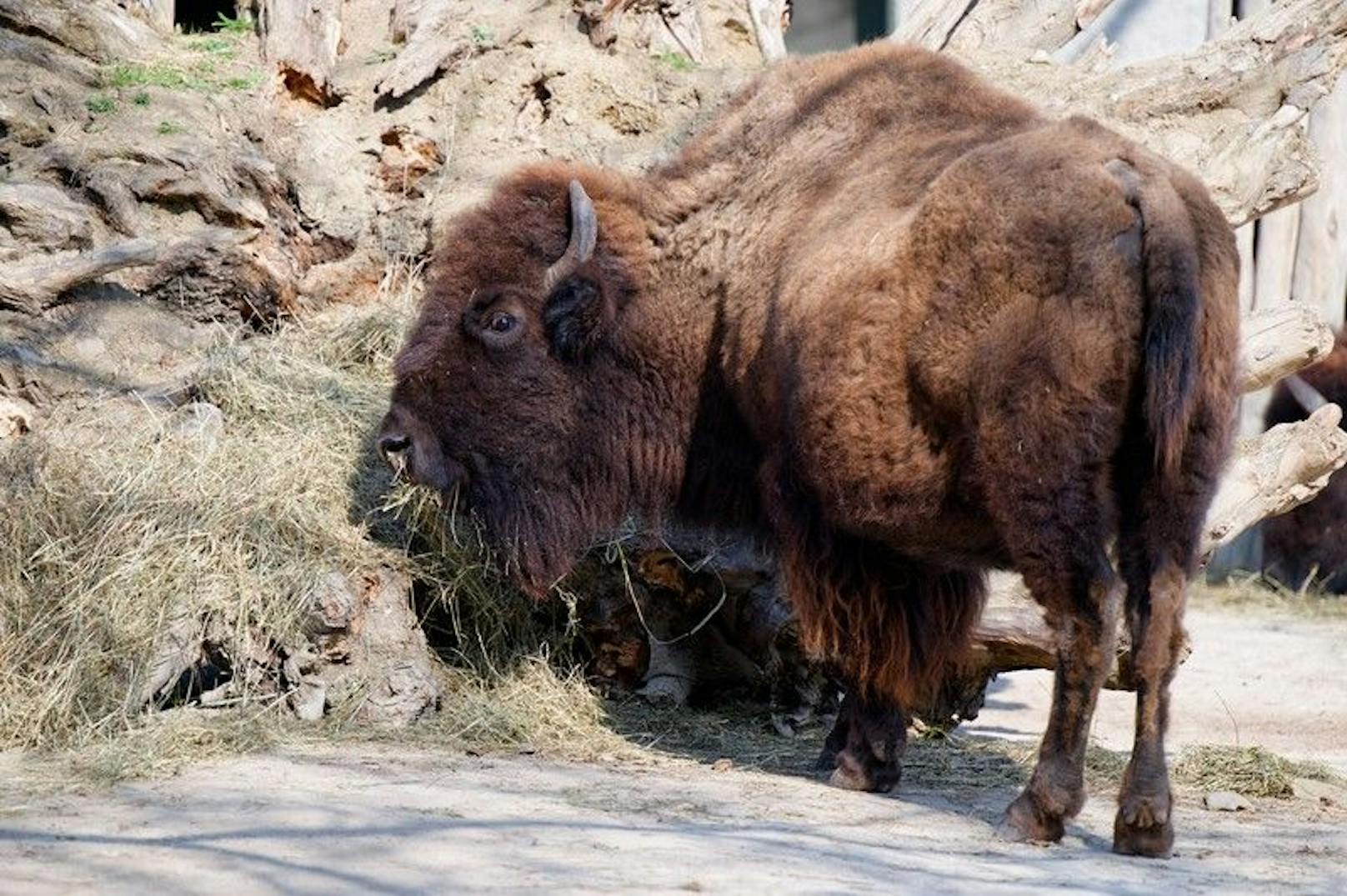 Verantwortlich für den Tod der Tiere war wohl ein Virus