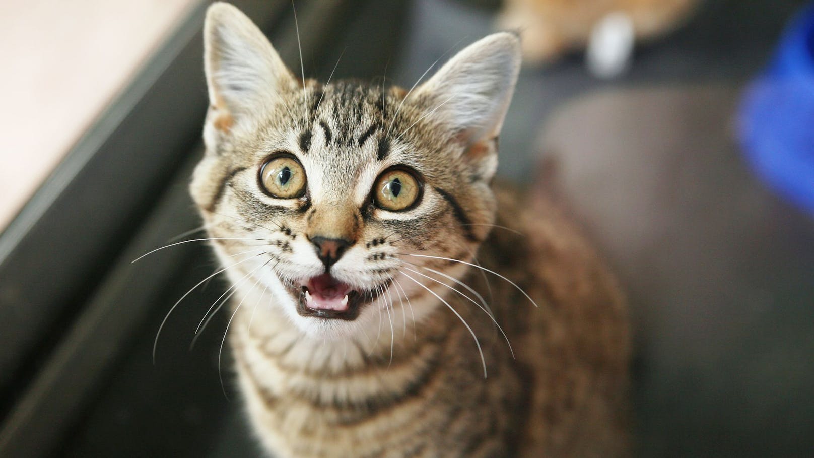 Katzen lernen Wörter schneller als Kleinkinder