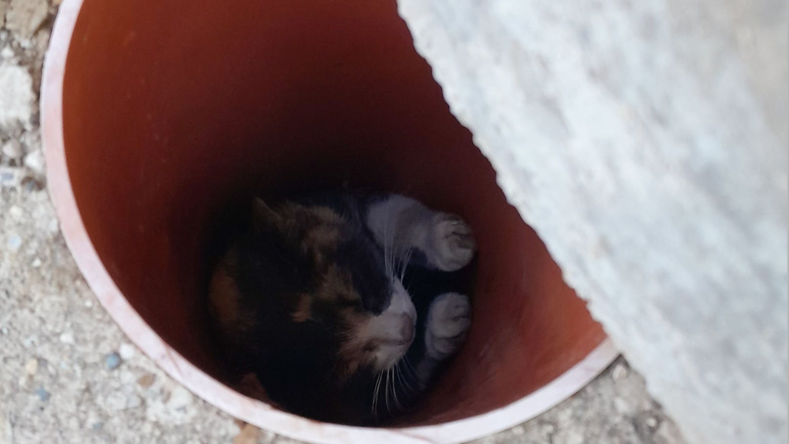 Die Neugier einer Katze könnte manchmal tragisch enden, käme da nicht der professionelle Einsatz der Freiwilligen Feuerwehr zustande, wie eine Tierrettung Dienstagnachmittag gegen 14 Uhr in Sankt Johann in Tirol aufzeigt.