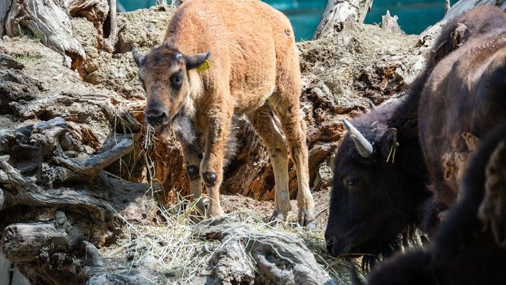 Auch das Bison-Kalb musste eingeschläfert werden