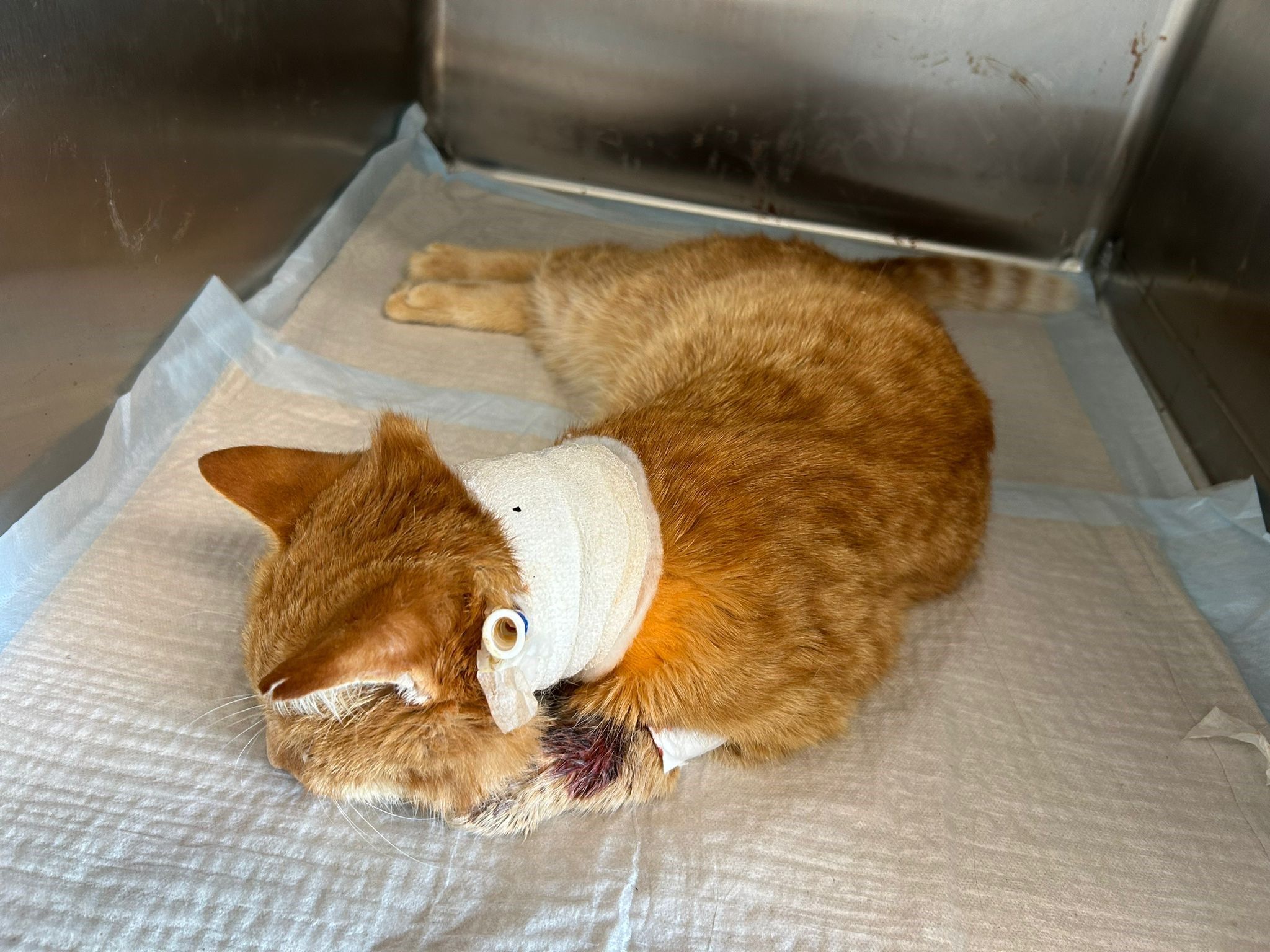 Kater Flash wurde von einem Auto erfasst und muss nun künstlich ernährt werden