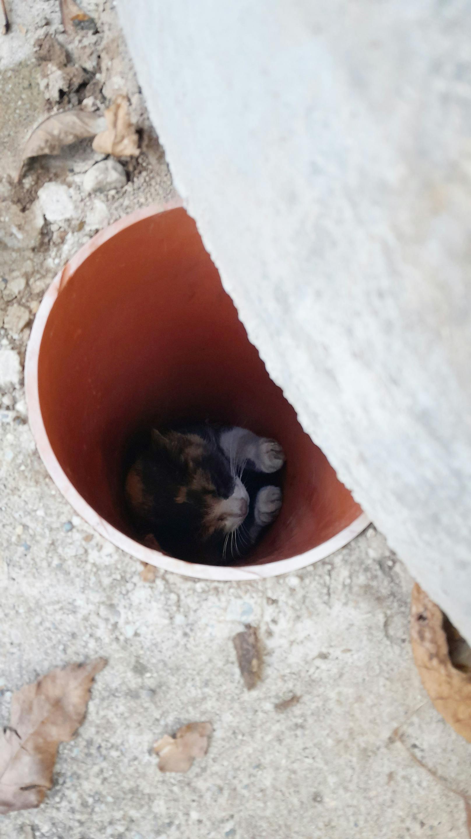 Die Neugier einer Katze könnte manchmal tragisch enden, käme da nicht der professionelle Einsatz der Freiwilligen Feuerwehr zustande, wie eine Tierrettung Dienstagnachmittag gegen 14 Uhr in Sankt Johann in Tirol aufzeigt.