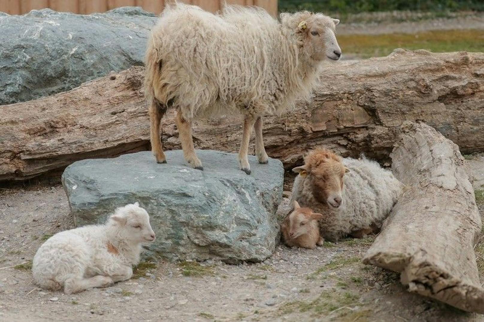 Die Ouessantschafe gelten als mögliche Überträger