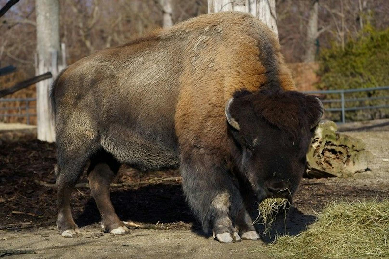 Die Bisons aus dem Schönbrunner Zoo haben sich mit einem Virus infiziert