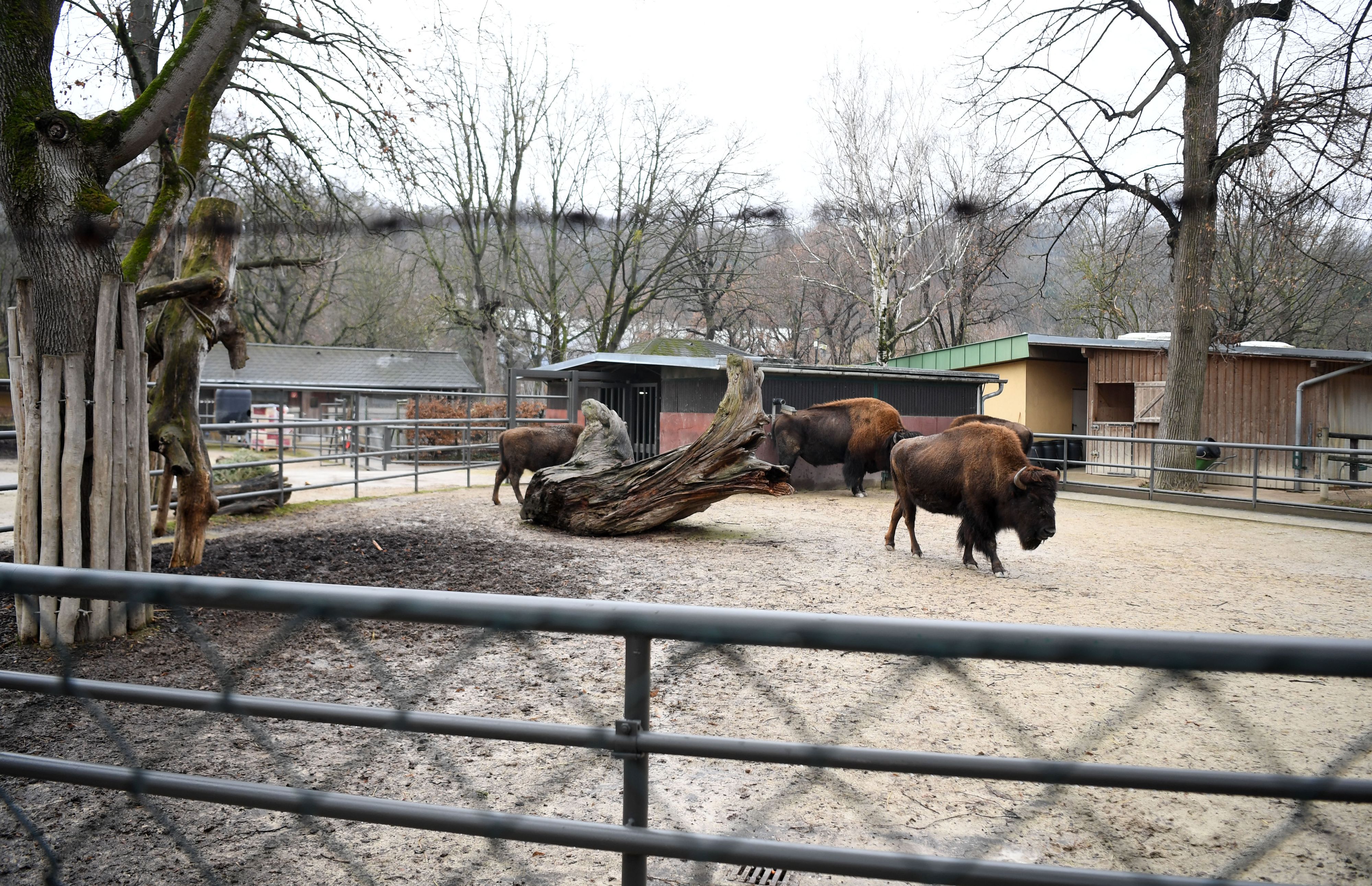 Fünf Bisons sind im Tiergarten Schönbrunn an einem Virus gestorben