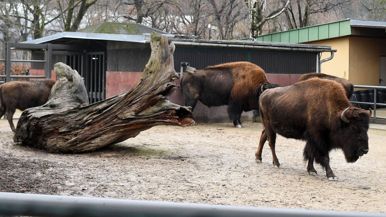 Mysteriöses Virus – fünf Bisons in Schönbrunn verendet