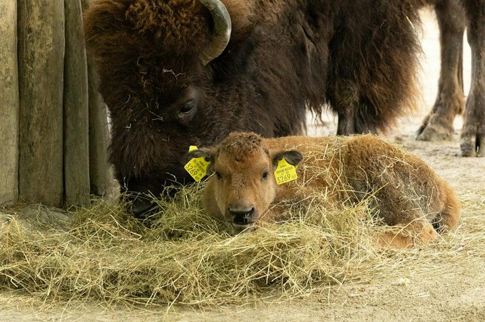 Das Kalb hatte sich nicht angesteckt, wurde aber aus Tierschutzgründen eingeschläfert