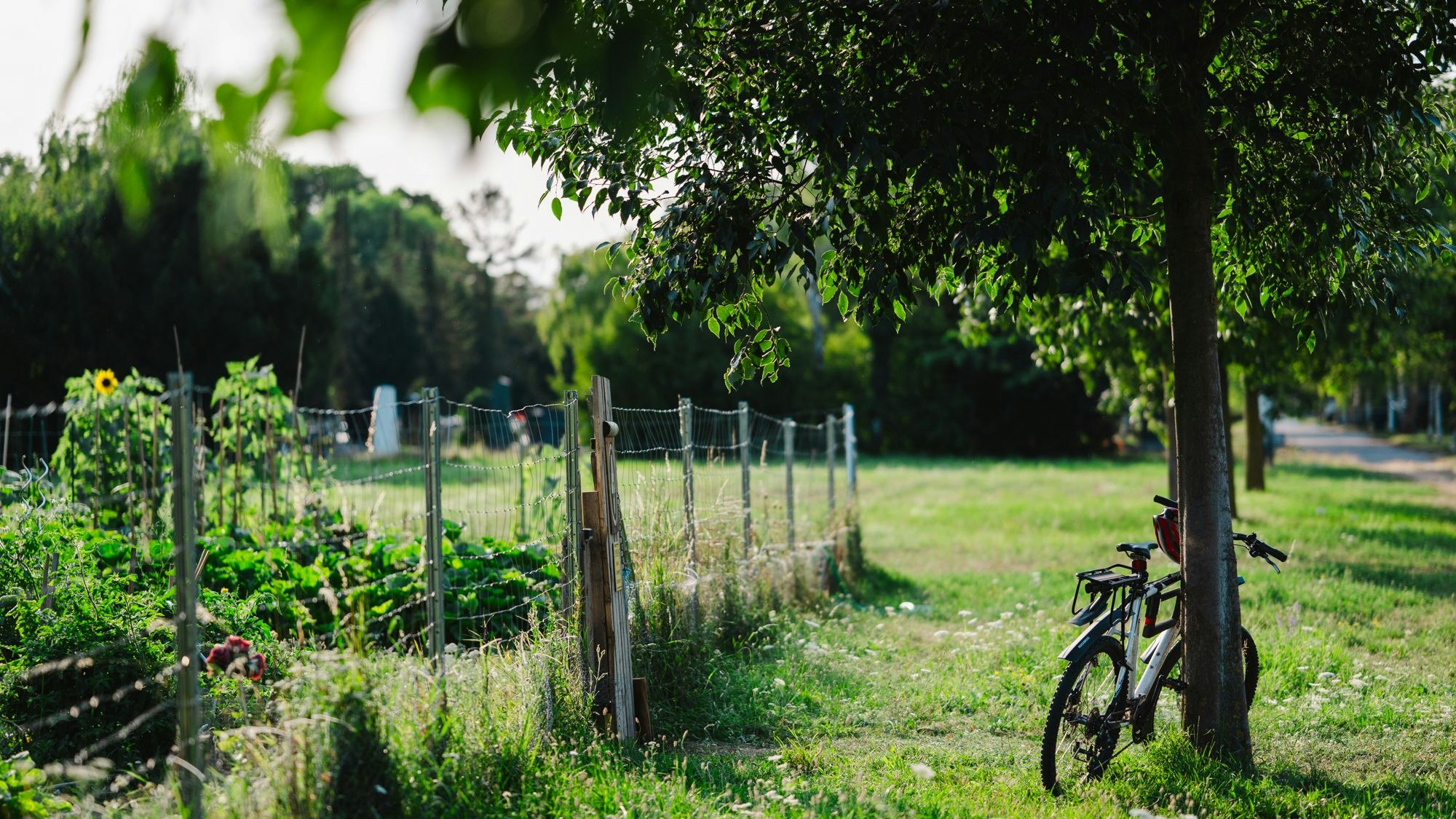 Urban-Gardening-Bereich am Zentralfriedhof: In diesem Bereich waren niemals Gräber, jetzt wird hier Gemüse angebaut