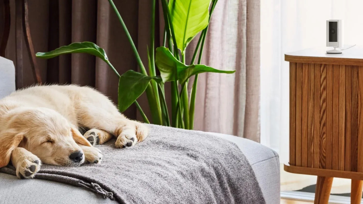 Heute.at - Ring hilft gegen Monster und bei Haustier-Randalen