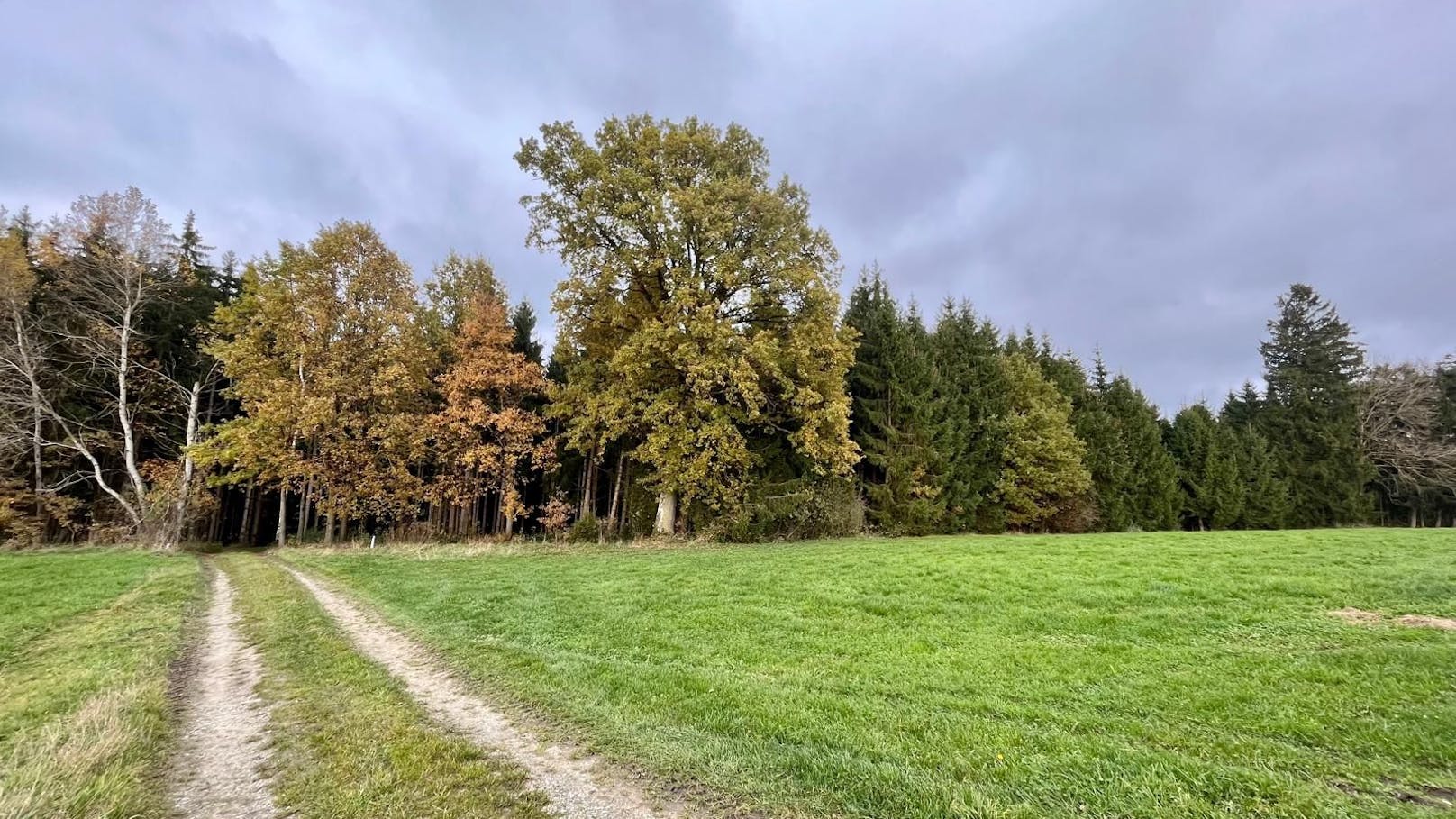 In diesem Waldstück wurde zuerst das Auto, dann die Leiche von Roland D. gefunden.