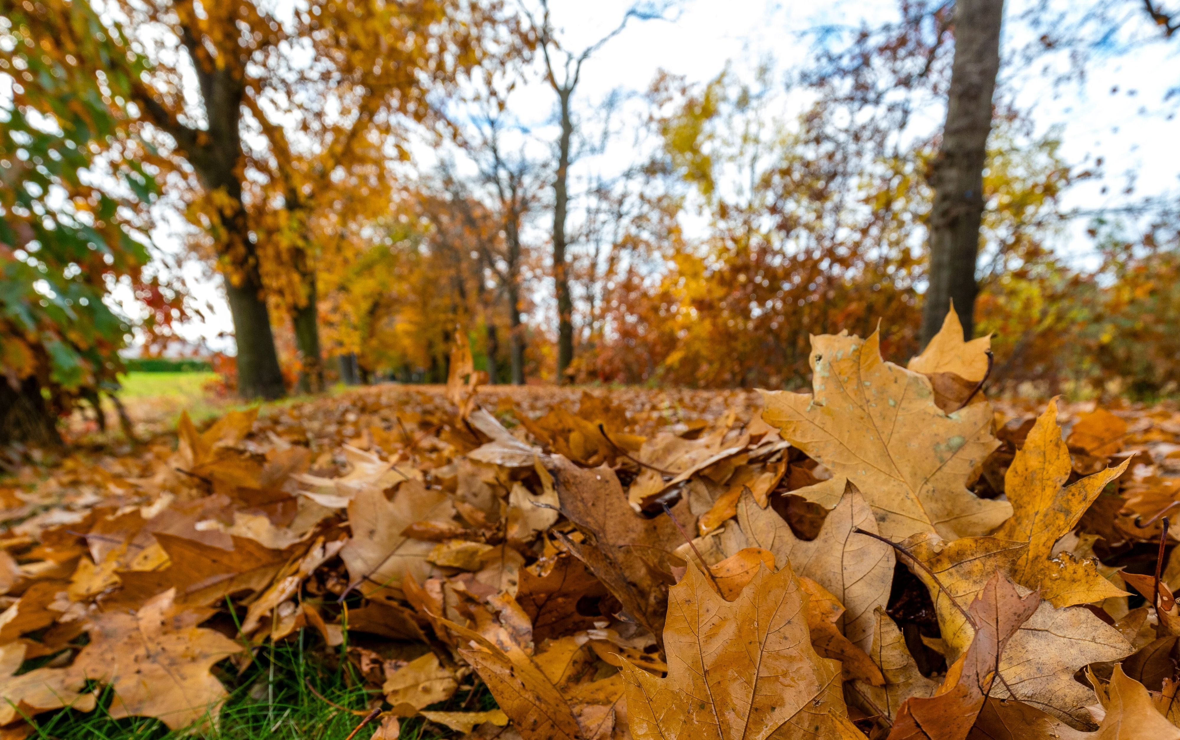 Zur kommenden Woche stellt sich in weiten Teilen des Landes ruhiges Herbstwetter ein. (Symbolbild)