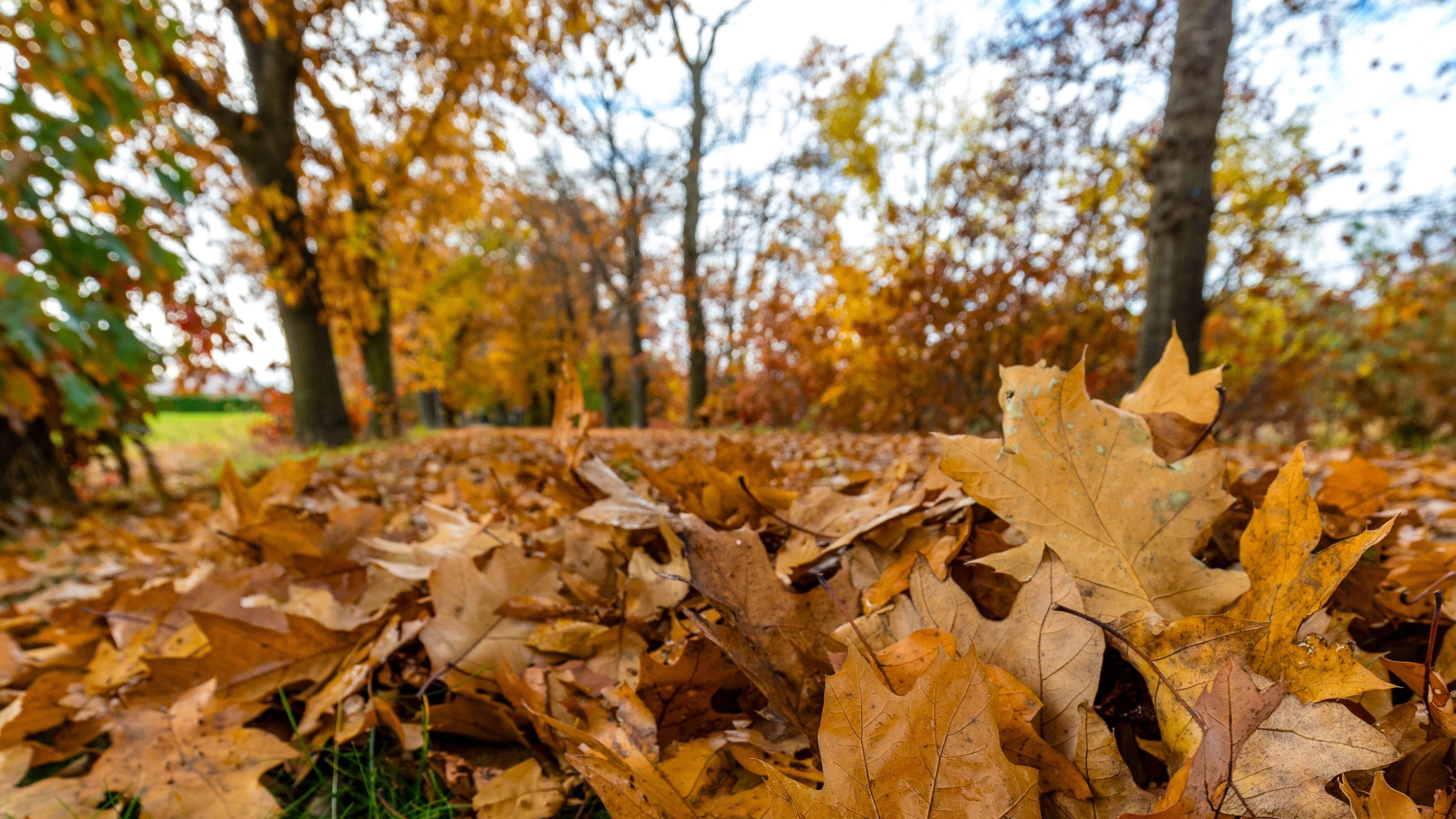 Zur kommenden Woche stellt sich in weiten Teilen des Landes ruhiges Herbstwetter ein. (Symbolbild)