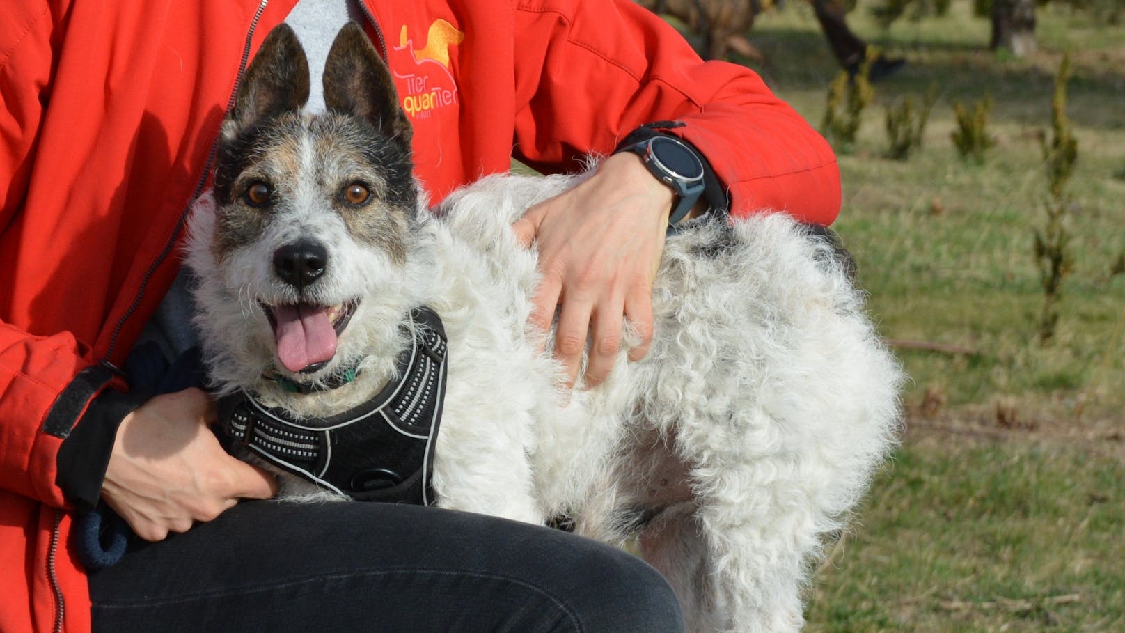 <strong>REMO:</strong> Remo (7) ist ein freundlicher Rüde, der neutral auf Fremde reagiert. Je nach Lust und Laune lässt er sich auch durch ein paar Leckerlis bestechen oder genießt Streicheleinheiten. Remo kann den Terrier nicht nur optisch, sondern auch charakterlich nicht leugnen.