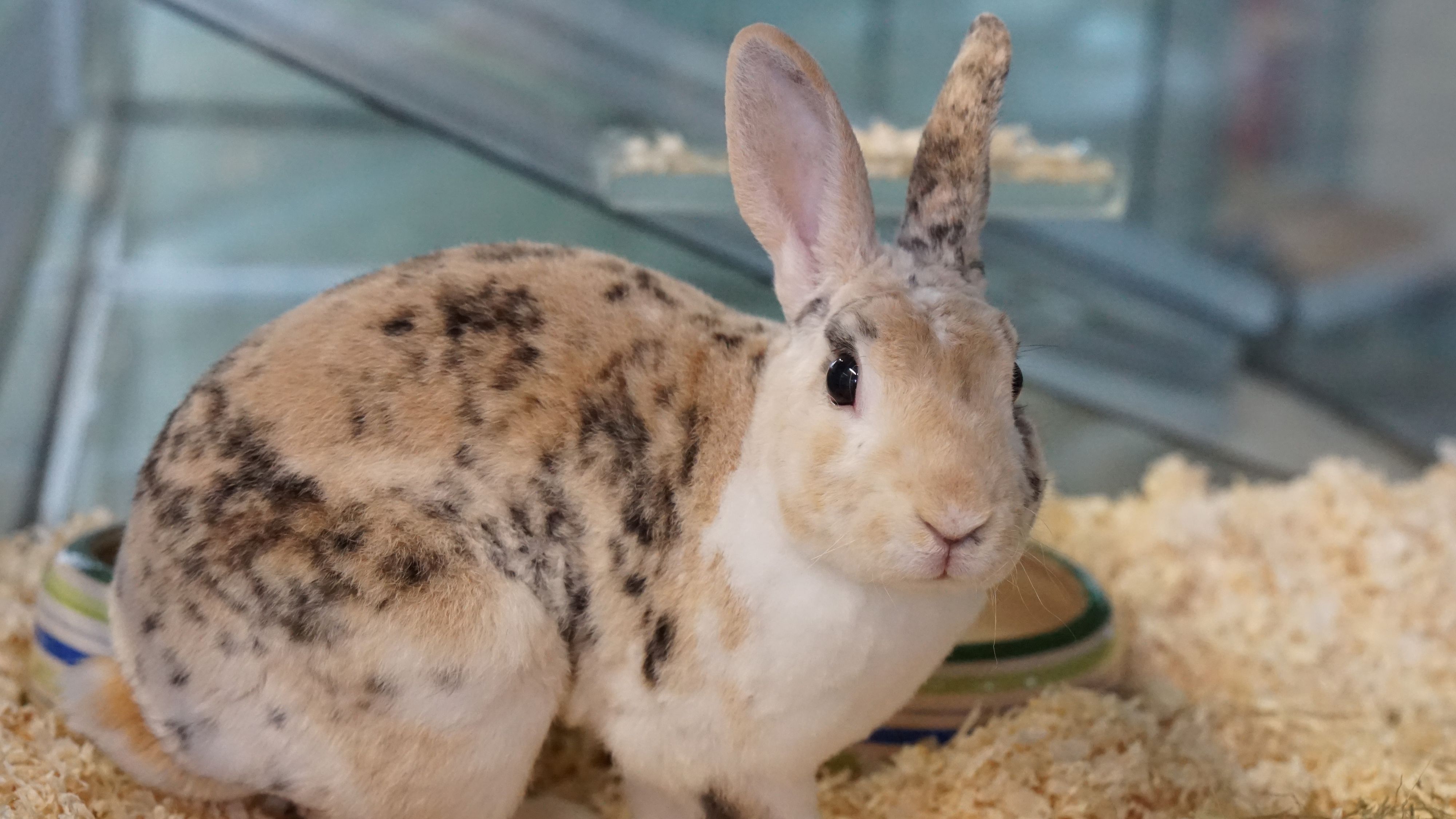 Ritchie wurde herzlos, eingesperrt in einer Transportbox sich selbst überlassen.