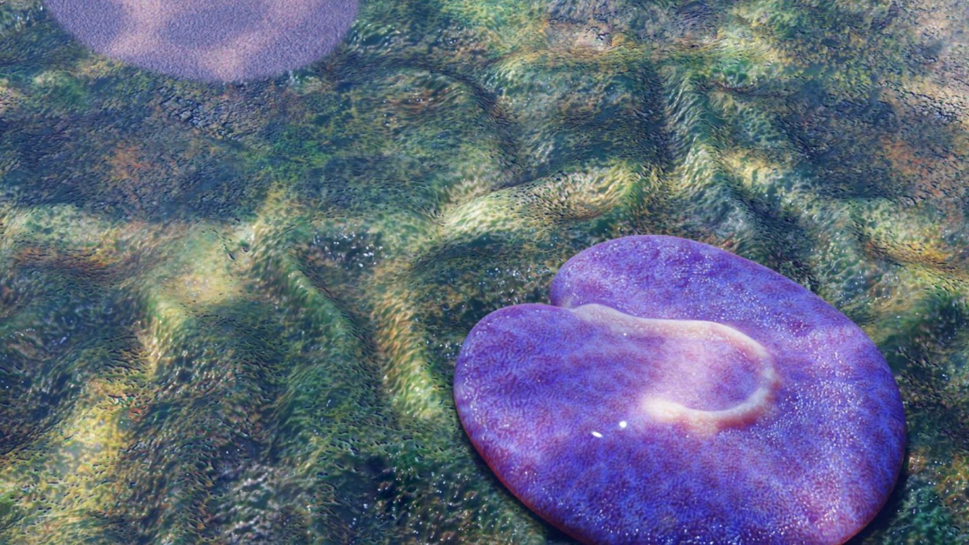 Diese seltsam bunte Kreatur soll beinahe 600 Millionen Jahre alt sein.