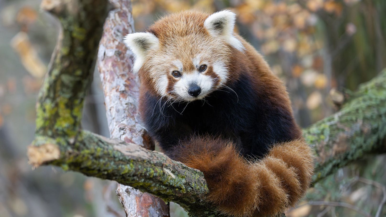 Die beiden Pandas wurden sensibel auf den Umzug vorbereitet.