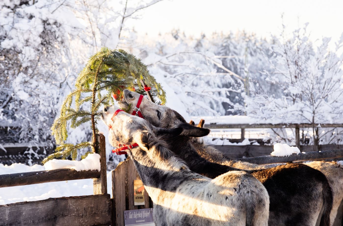 Vom 15. November bis zum 06. Jänner 2025 verwandelt sich Gut Aiderbichl in ein Weihnachts-Wunderland.