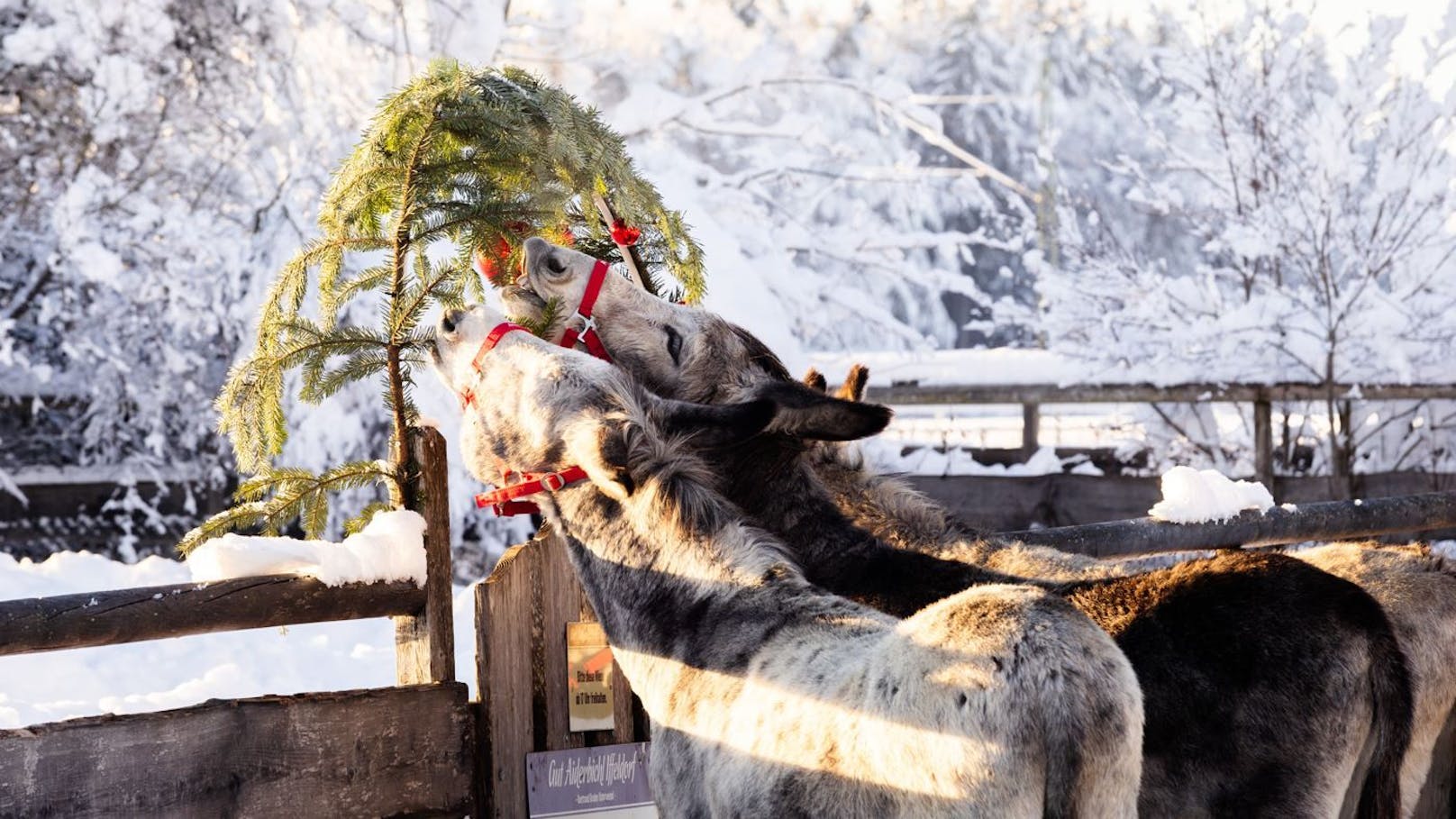 Adventzauber beginnt dort schon ab nächster Woche