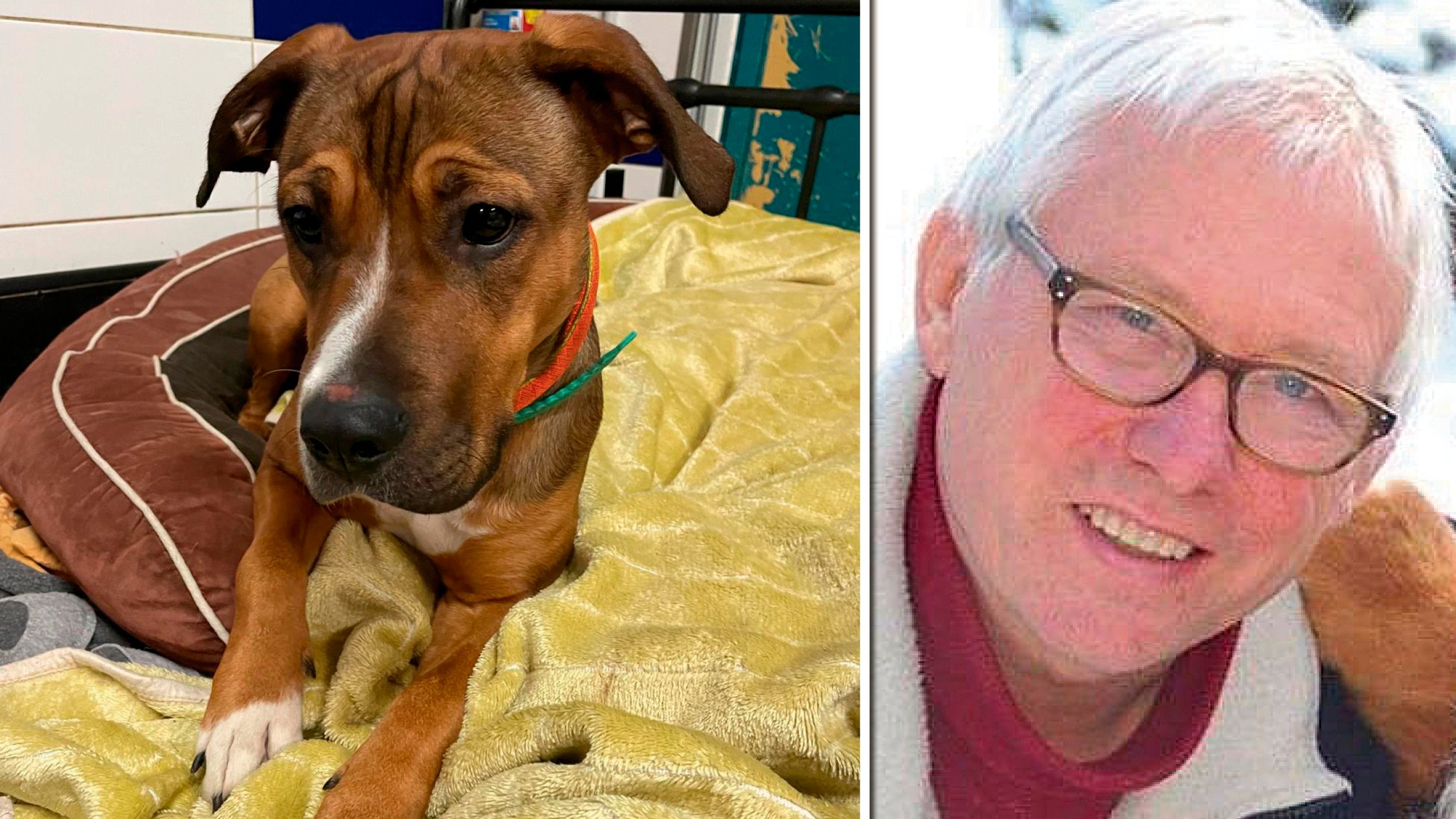 Hündin Elsa wartet auf ein neues Zuhause. Rechts im Bild: Harald Hofner vom Tierschutzparadies Schabenreith