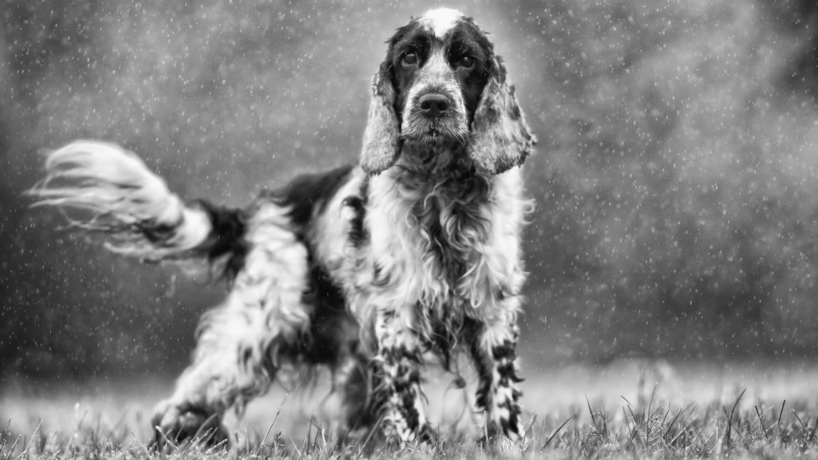 Vor acht Jahren gestohlen – jetzt ist "Daisy" zurück