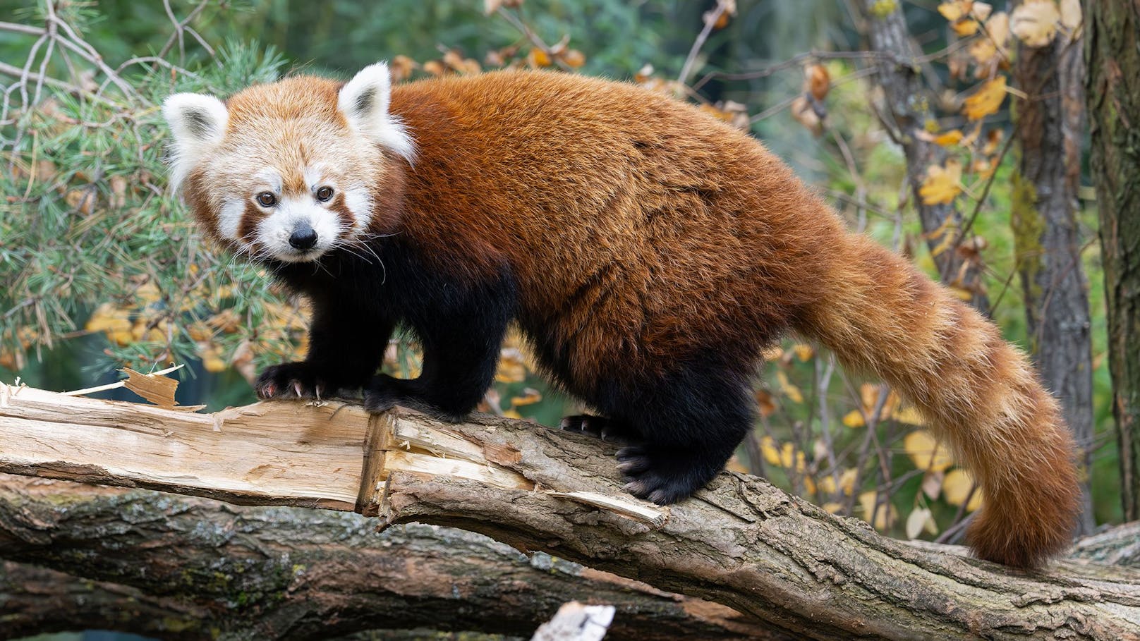 Die Roten Pandas mussten jetzt im Tiergarten Schönbrunn umziehen.