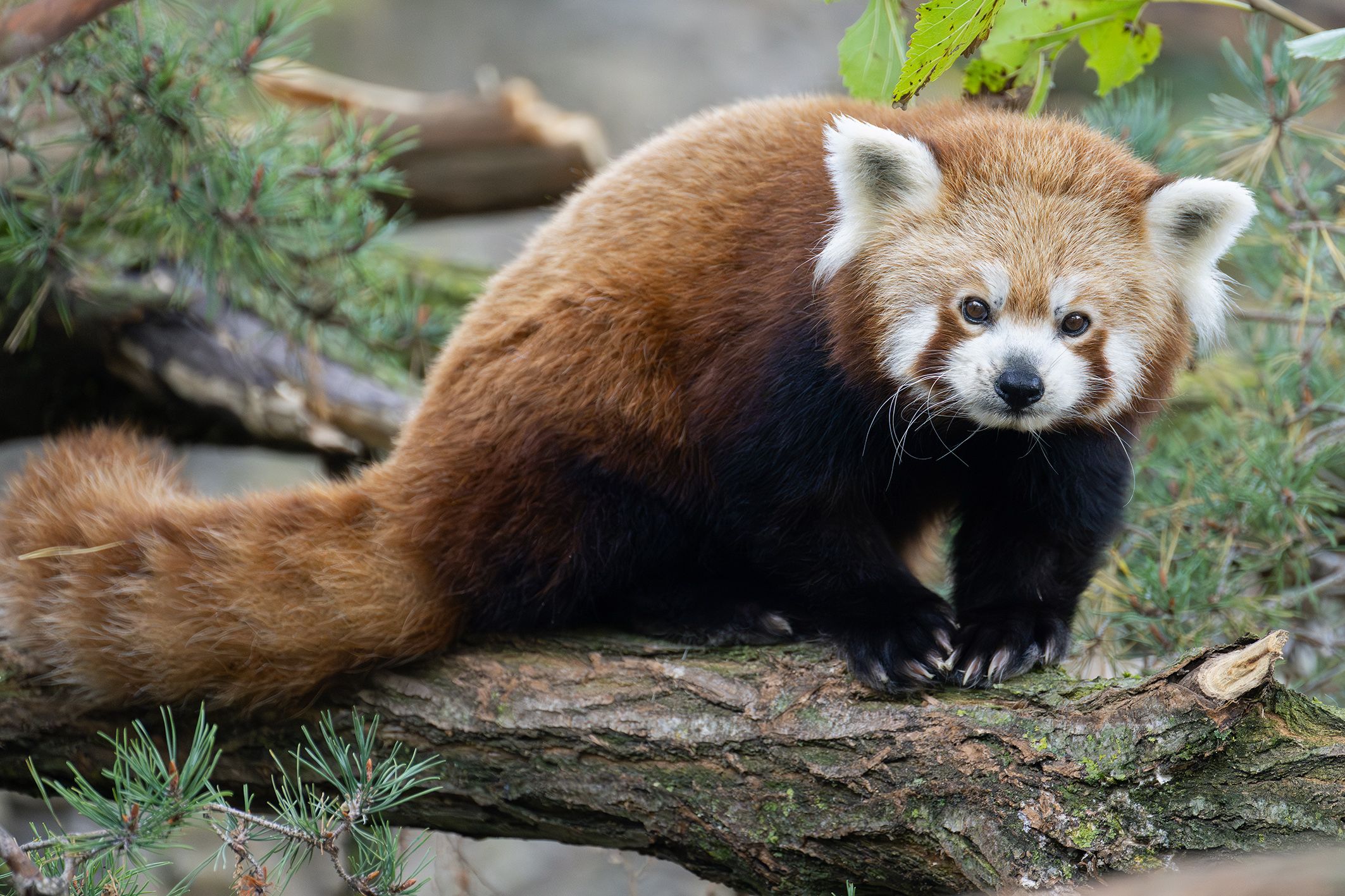 Der kleine Kerl musste umziehen.