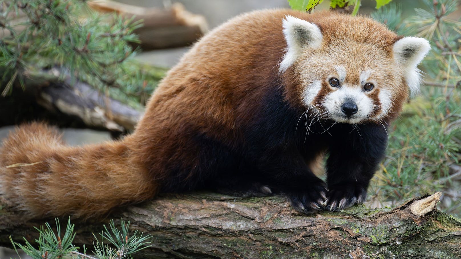 Weniger als 10.000 Rote Pandas gibt es in freier Wildbahn noch.