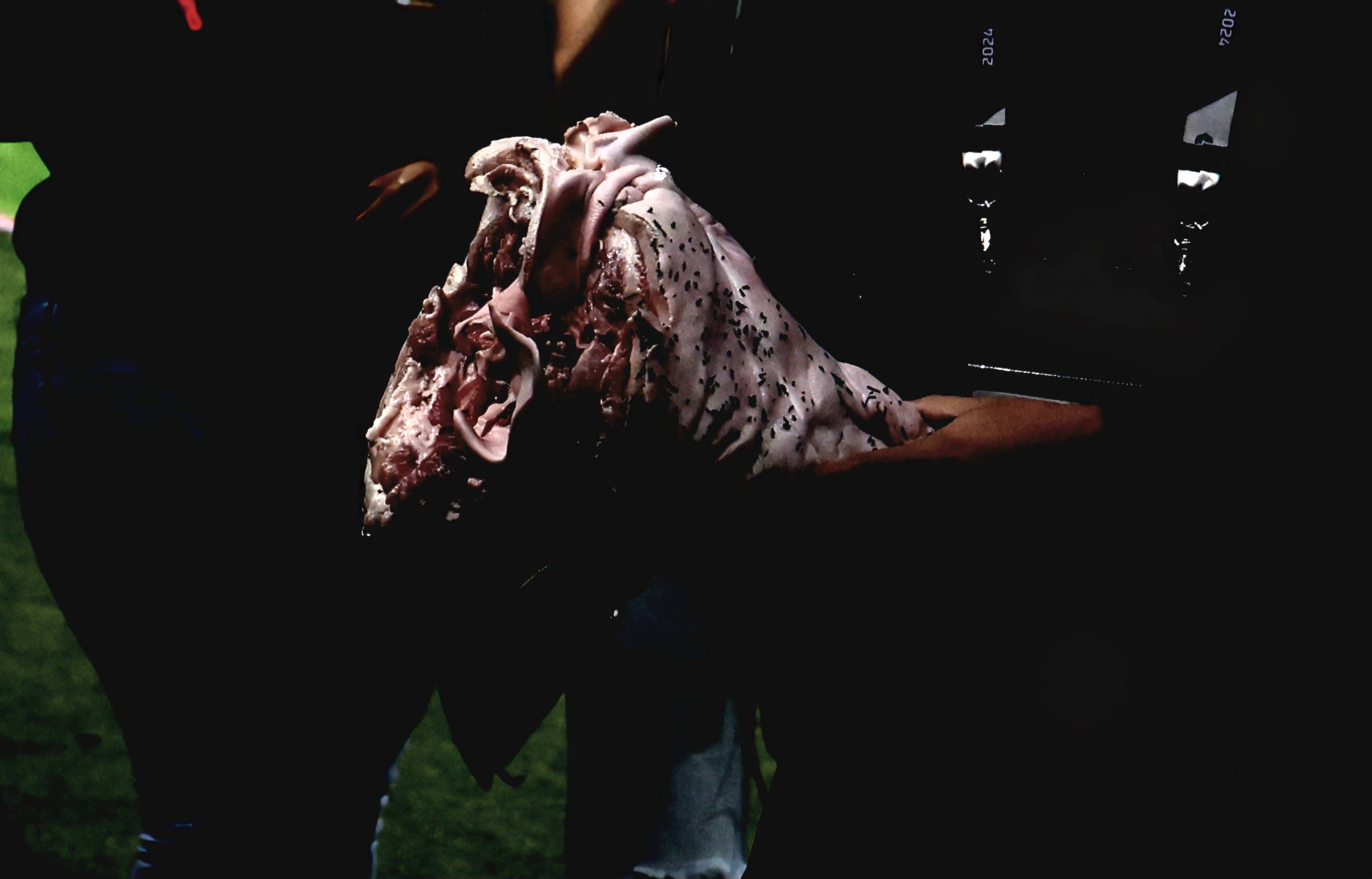 Schweinekopf-Attacke in Brasilien